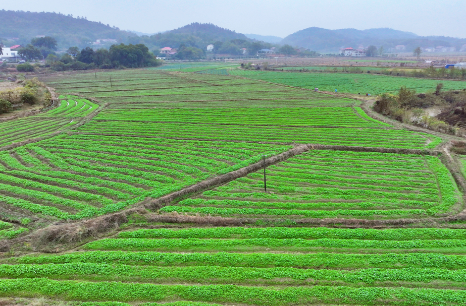 衡山：田间管护忙 确保油菜稳产增收