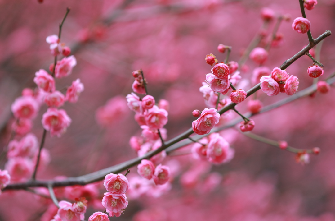 衡山县：春来到 梅花俏