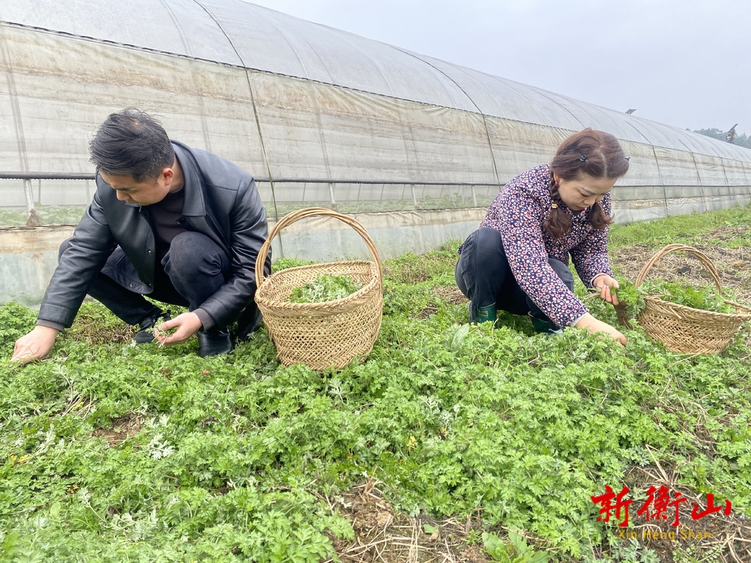 【春天的味道】 爽滑清香  衡山的第一波艾叶粑粑来了