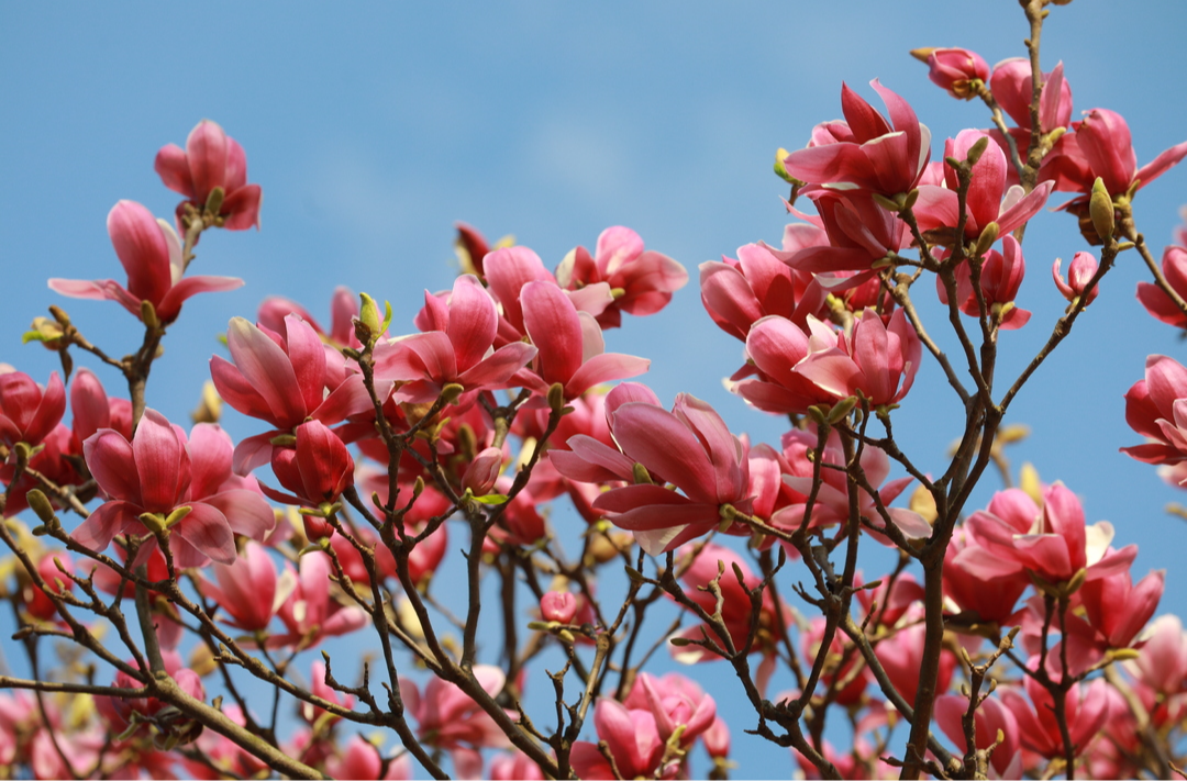 衡山：玉兰花怒放 等你来“花”式打卡