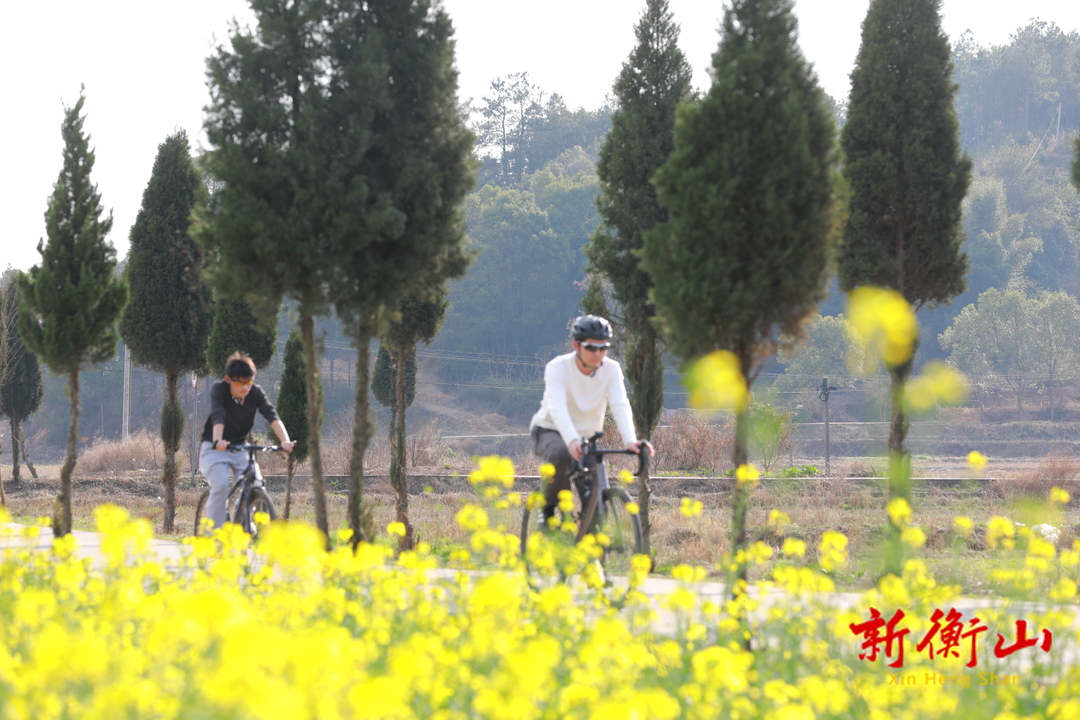 衡山：春色烂漫 油菜花开