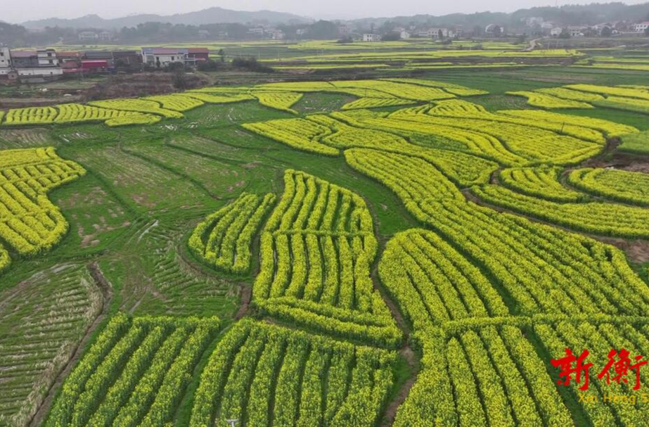 衡山县永和乡：七百余亩油菜花绘就烂漫春景