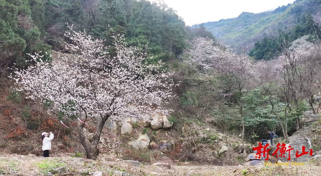 衡山紫盖峰：野山樱盛放 青山披“霞衣”