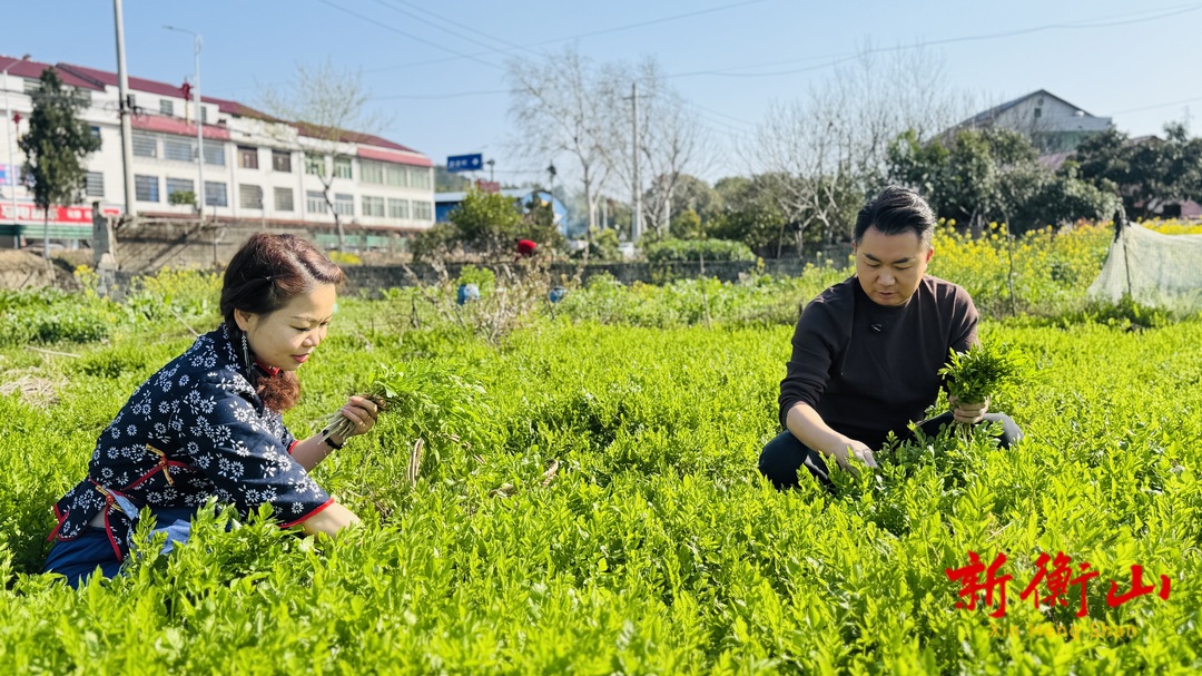 【春天的味道】水芹菜，大自然的春日馈赠