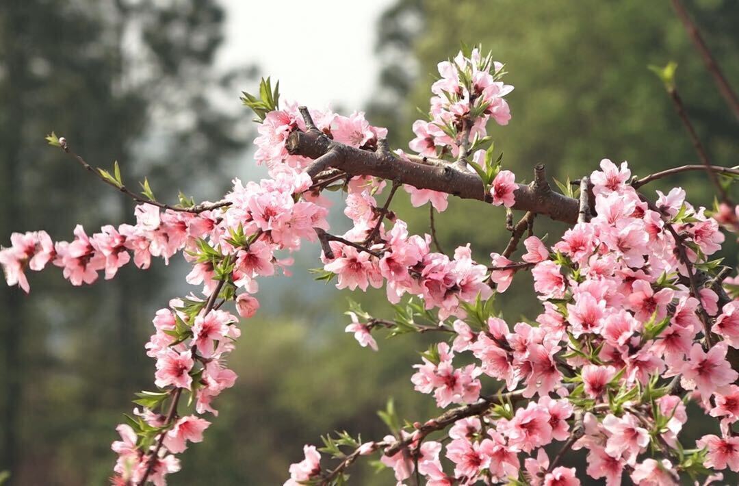 春日限定！衡山县400亩菁香桃花烂漫盛放