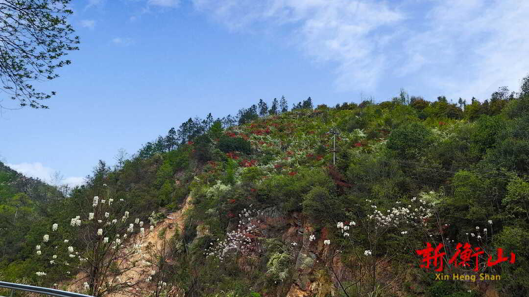赏花好时节，踏青紫金山