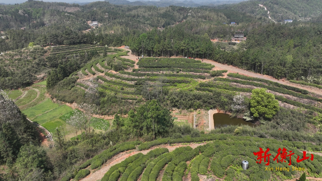 衡山縣：春日限定 明前茶搶“鮮”開采