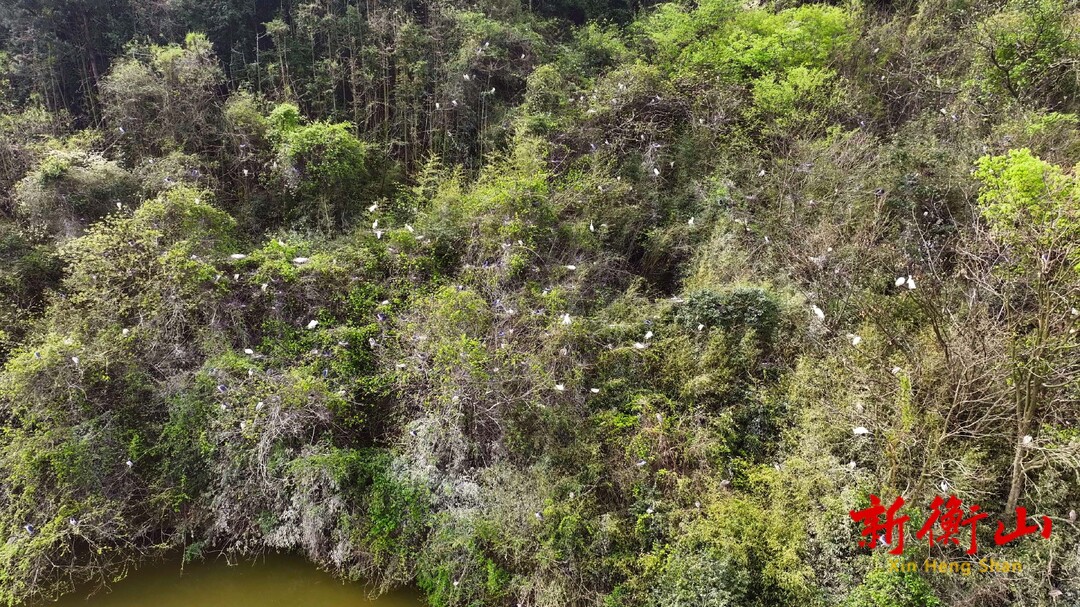 湖南衡山萱洲国家湿地公园大批鹭鸟筑巢繁衍  呈现旺盛生命力