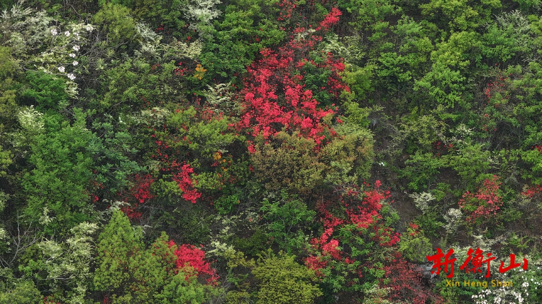 衡山县：杜鹃花开映山红