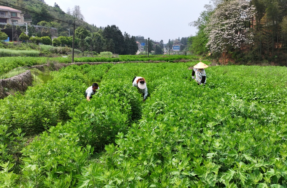 衡山：230余畝艾草長勢(shì)良好 豐收在望