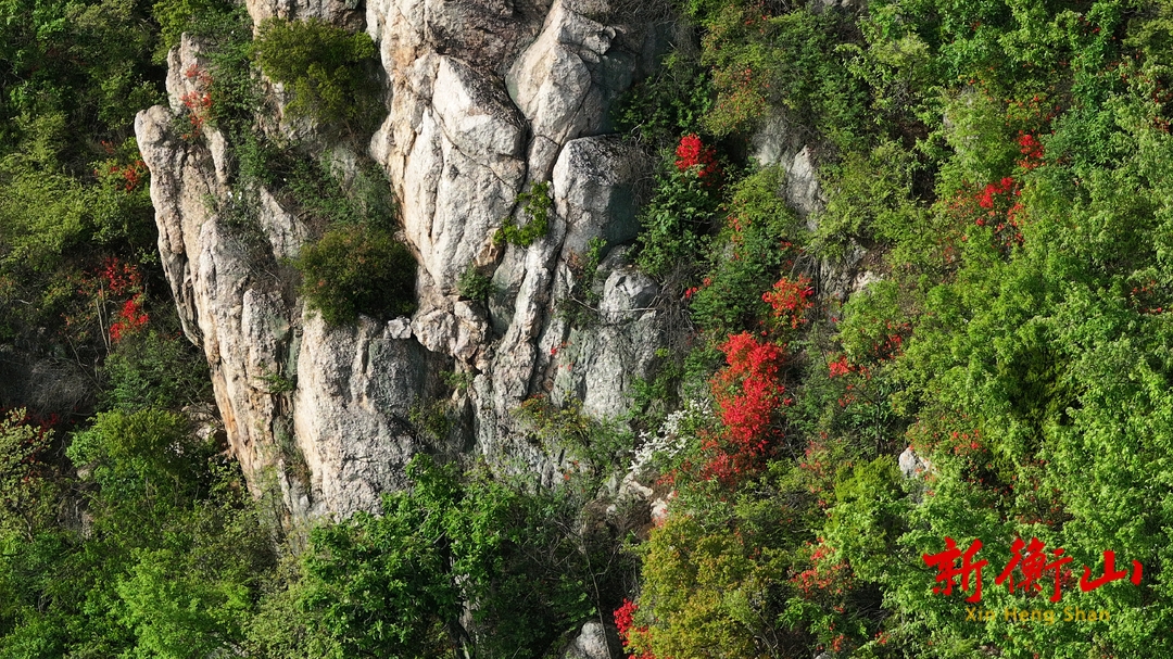 衡山縣：勾頭峰上映山紅 峭壁繁花染春濃