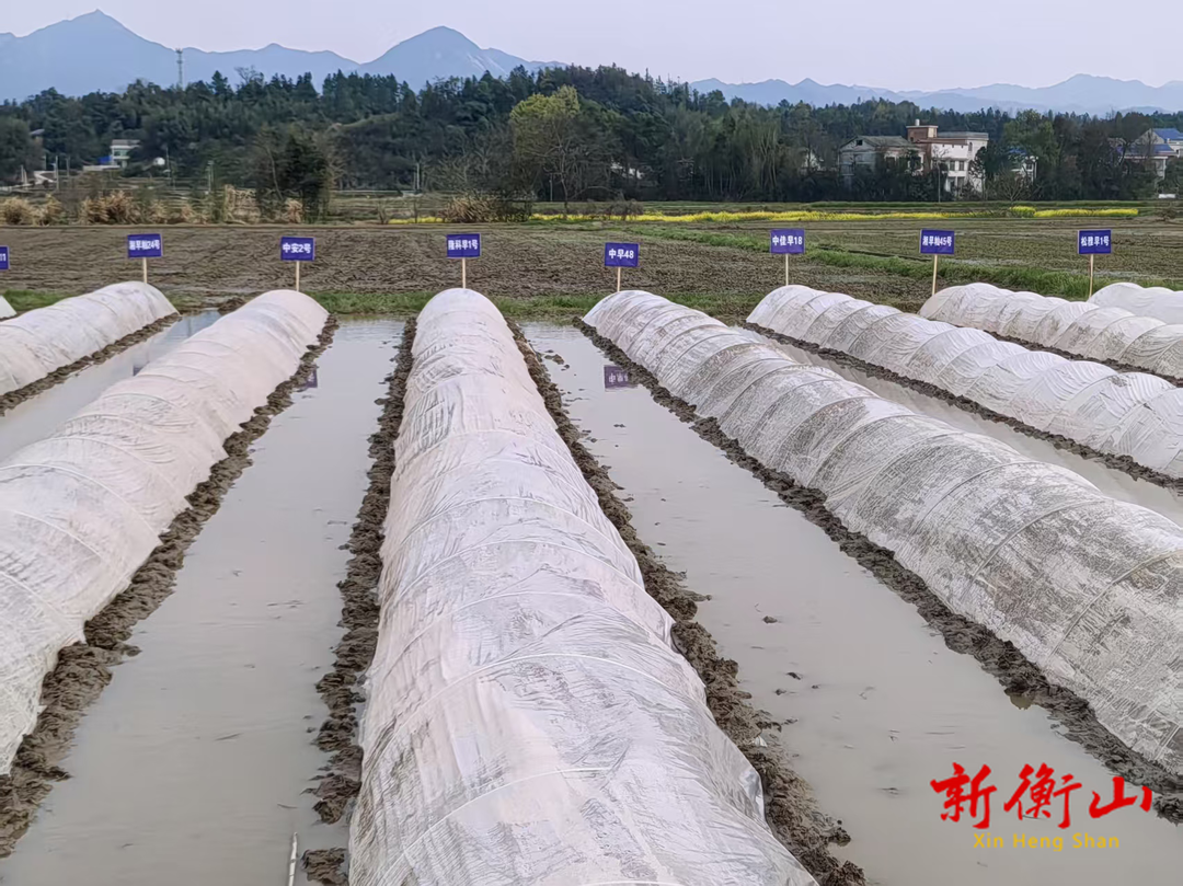 稻田做画卷 万亩绘新篇——江东乡春耕热潮涌动 打造市级粮食生产示范片