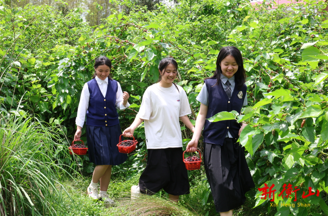 衡山：桑葚滿枝頭 采摘正當(dāng)時