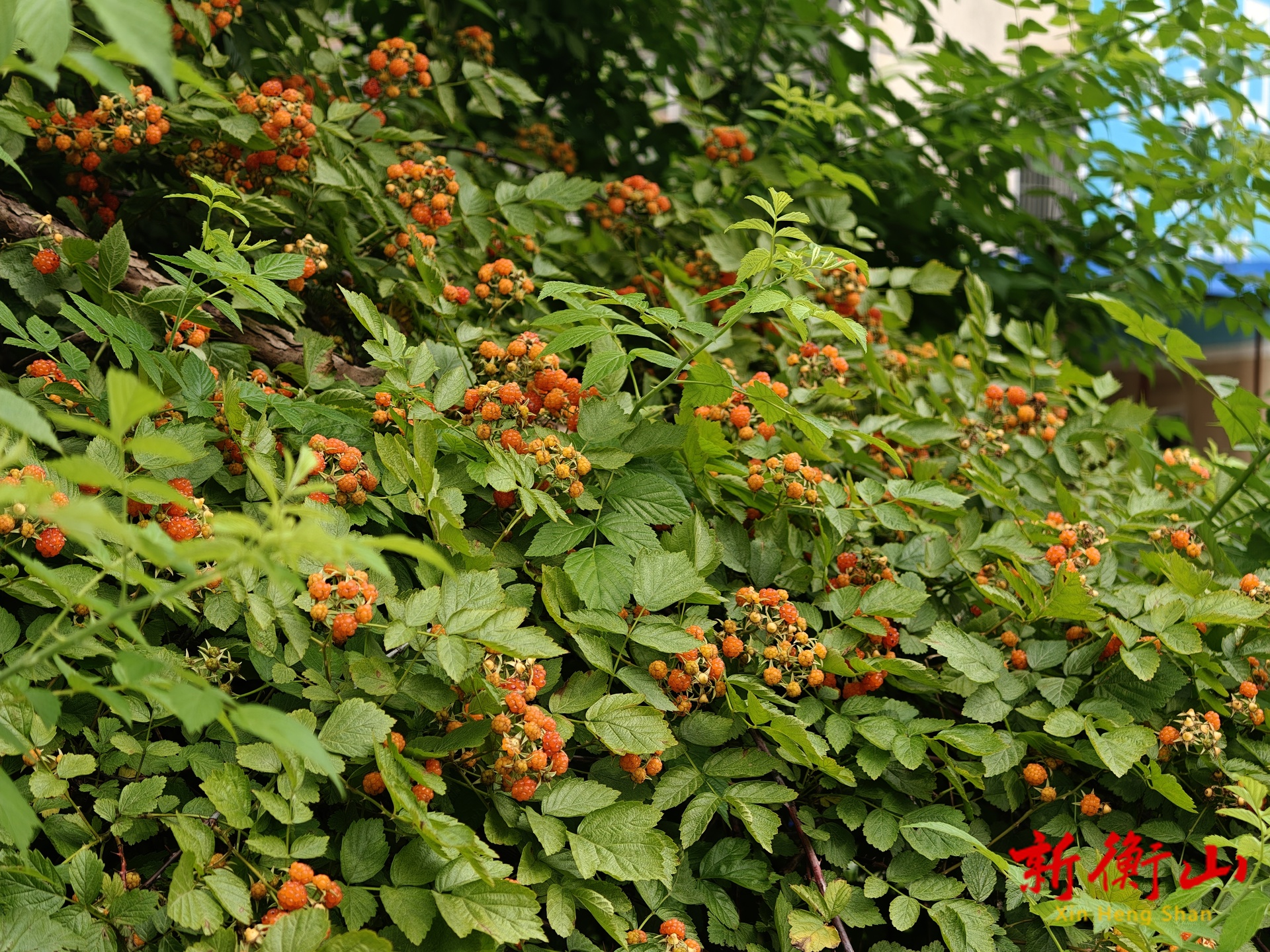 夏日果味：“乌泡子果”唤醒童年“舌尖密码”