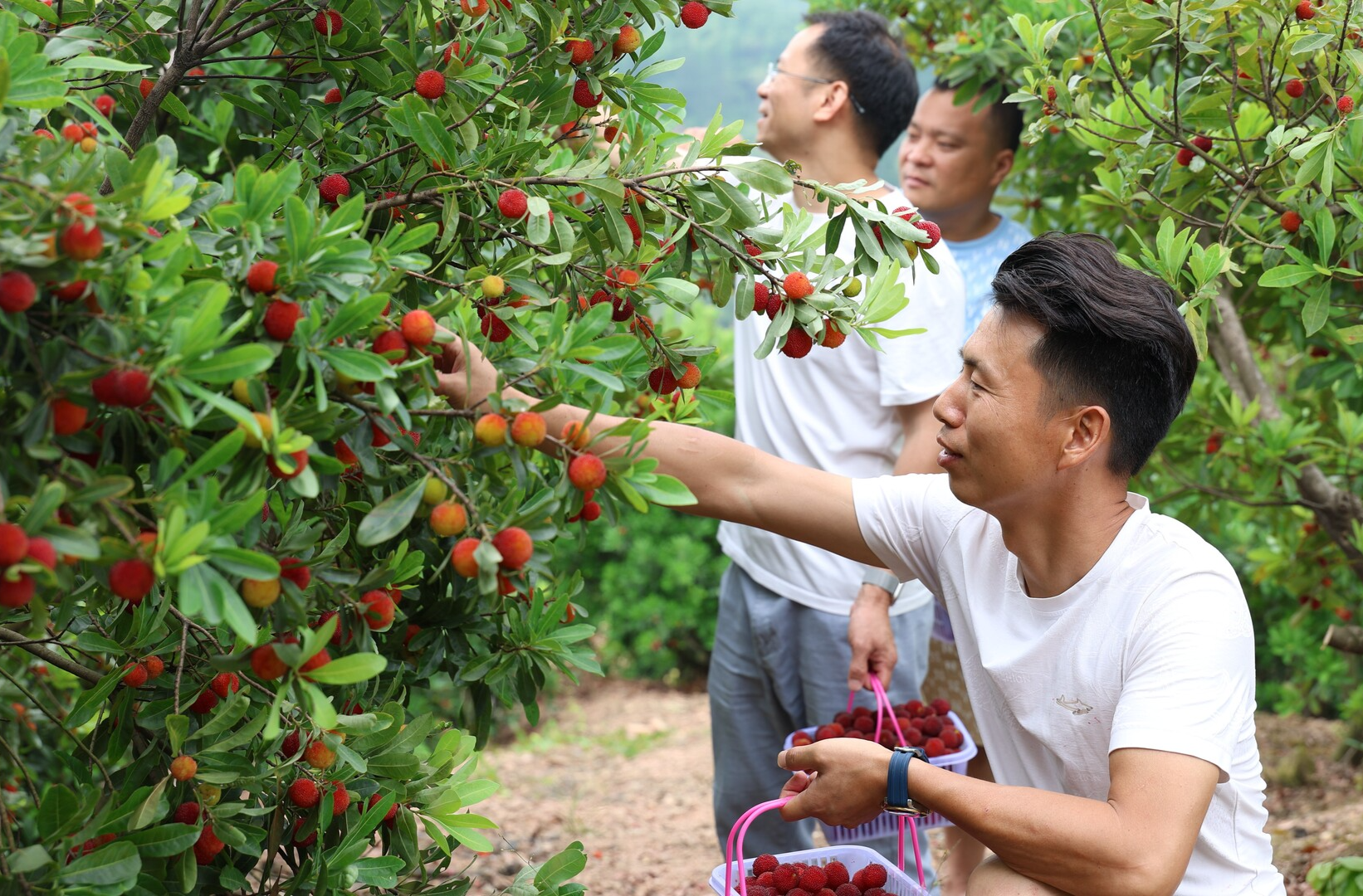 衡山：杨梅缀满枝 采摘尝鲜正当时
