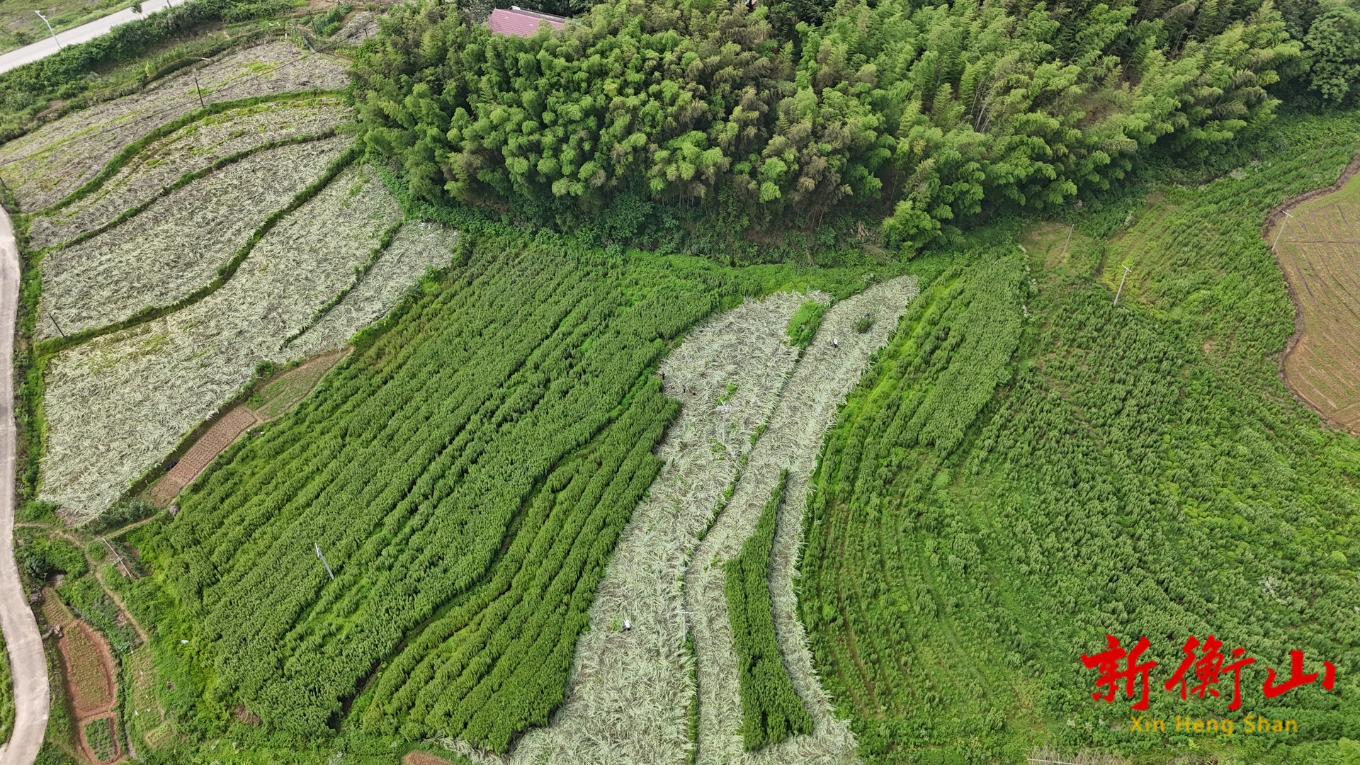 衡山：艾草飘香 第一茬收割正忙
