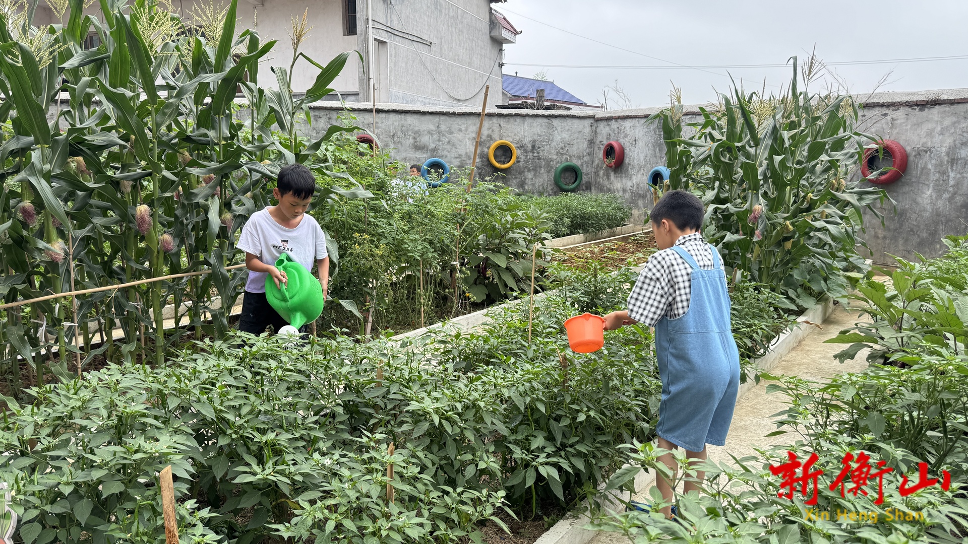 小菜地里的大课堂：新桥镇贯底完小劳动教育“种”进心田