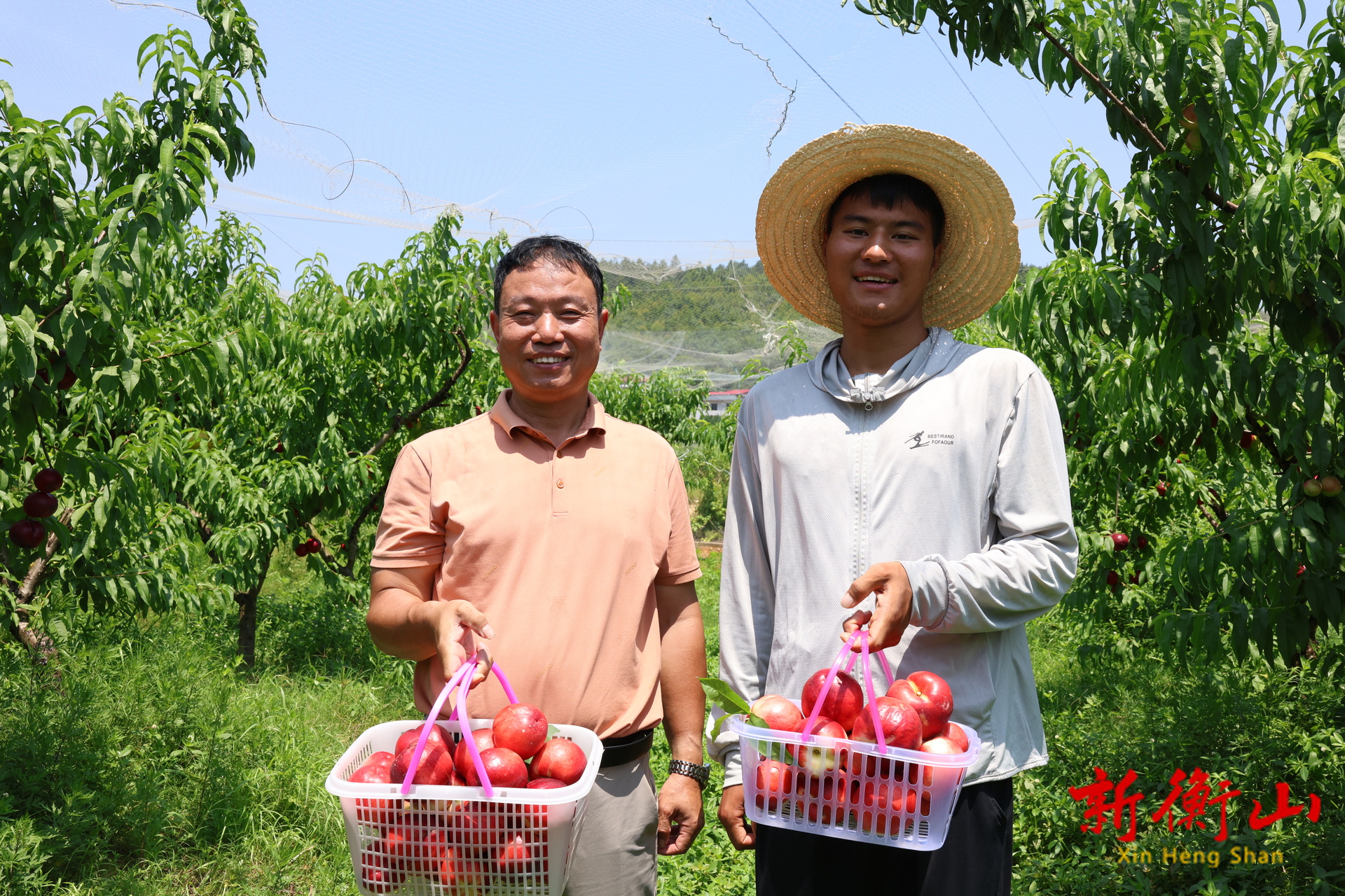 衡山：彩虹桃上市 “桃”气满满迎客来