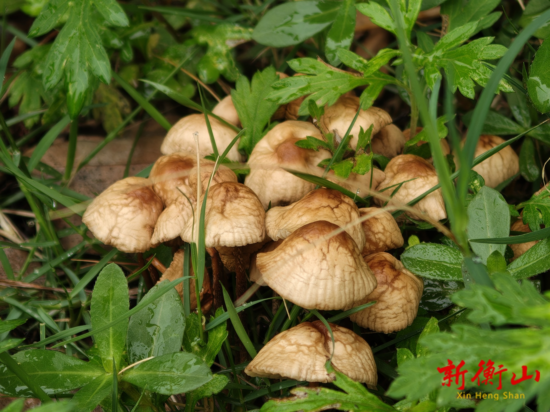 路边的“野蘑菇”不要采！