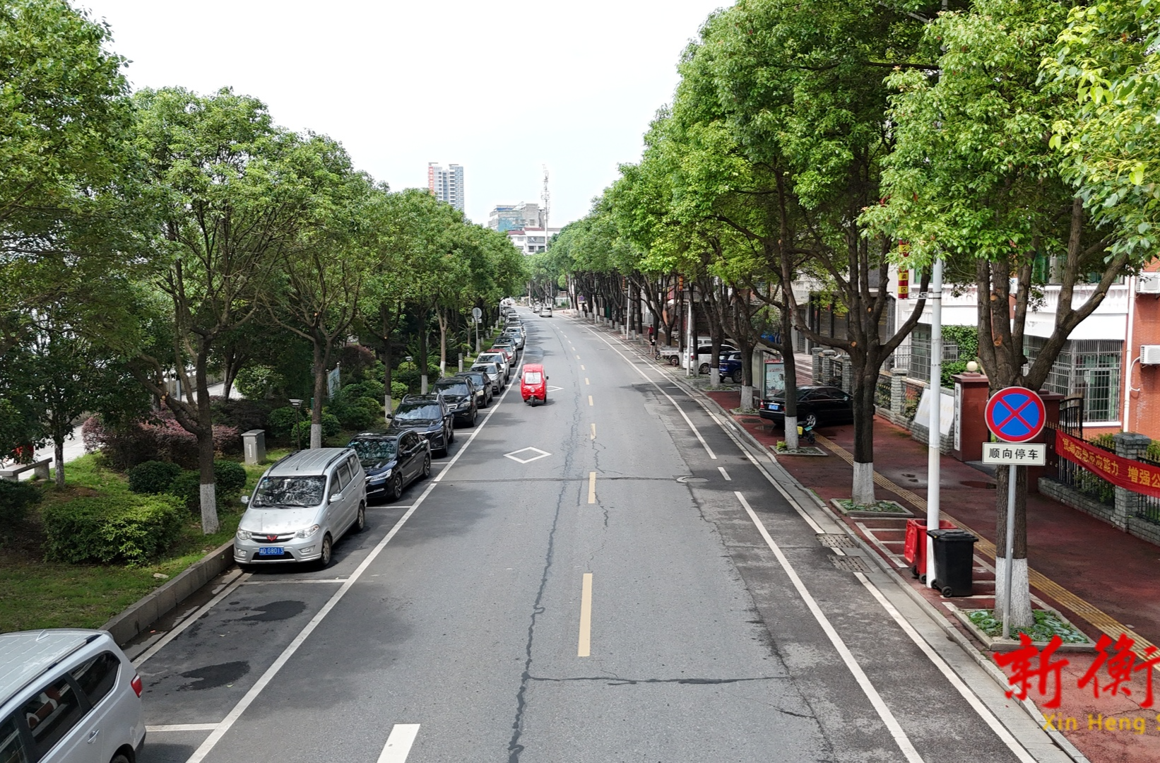 市民疑惑：天热剪树为哪般？城管部门：科学修剪保安全促生长