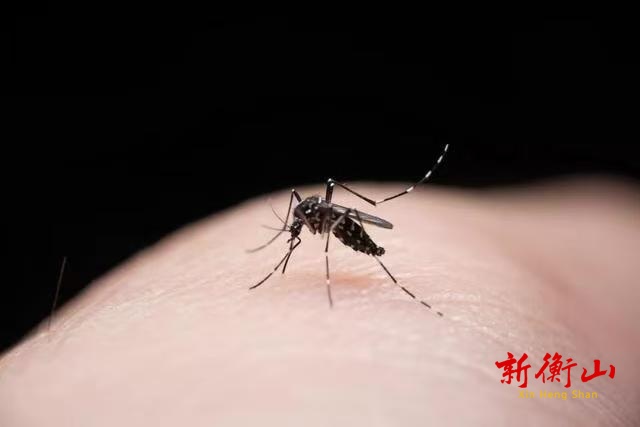 衡山县疾控中心温馨提示：清积水防蚊虫 预防“登革热”