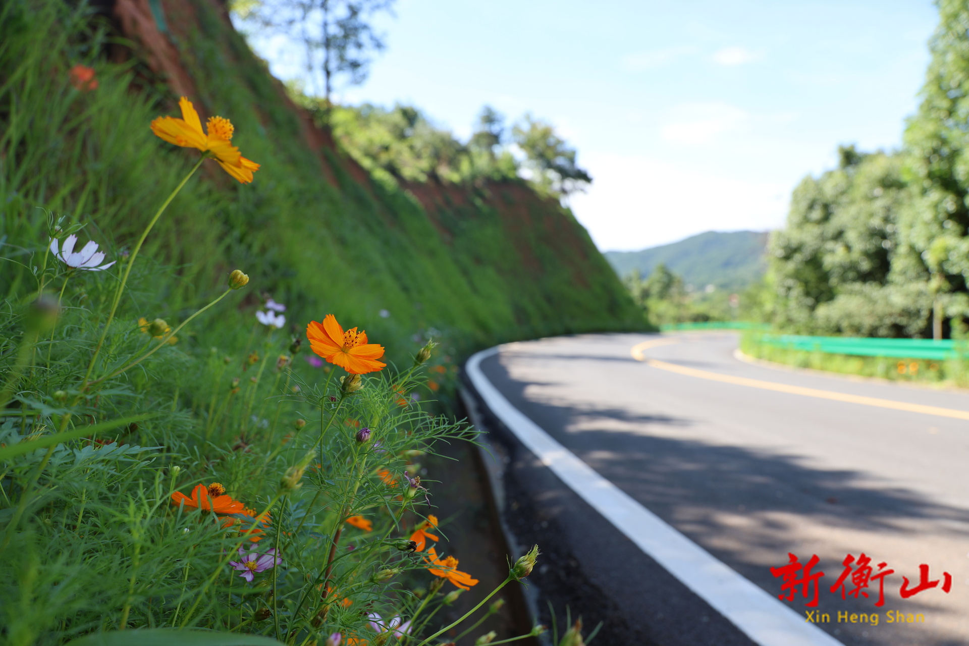 秋英花開 衡山縣紫蓋峰一路山花爛漫