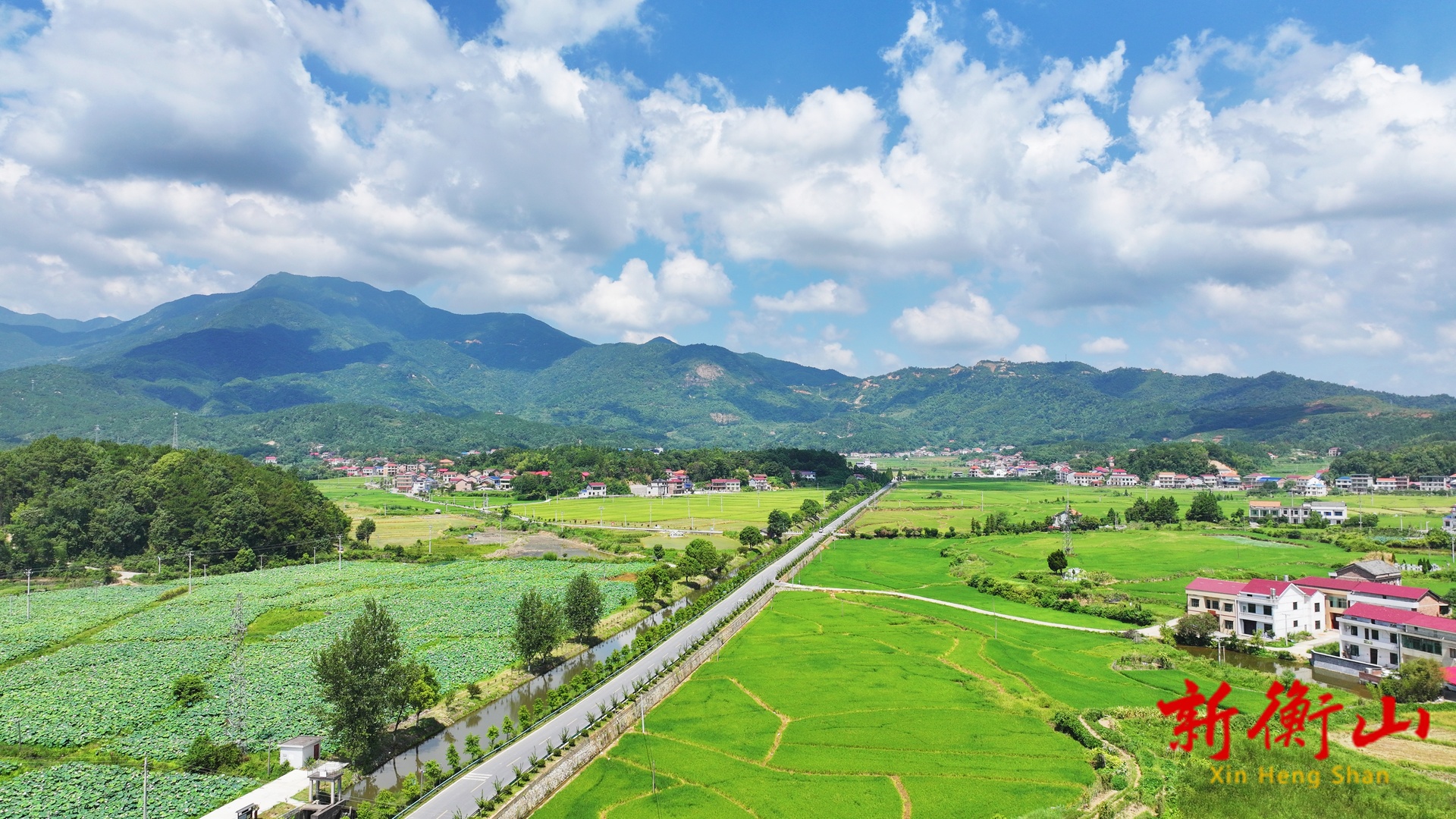 衡山：紫薇盛放稻苗新 紫盖峰路绘就田园好风光