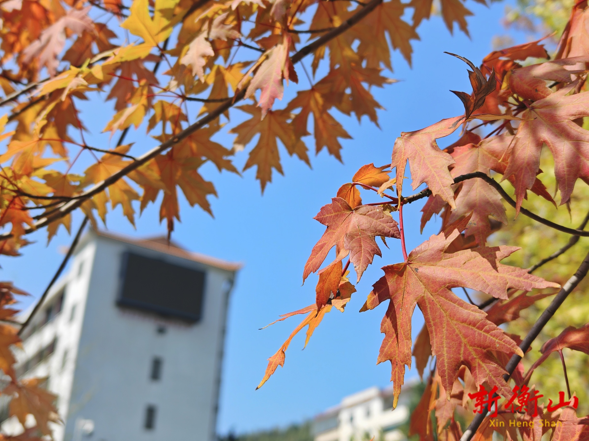衡山：枫叶渐红秋意浓