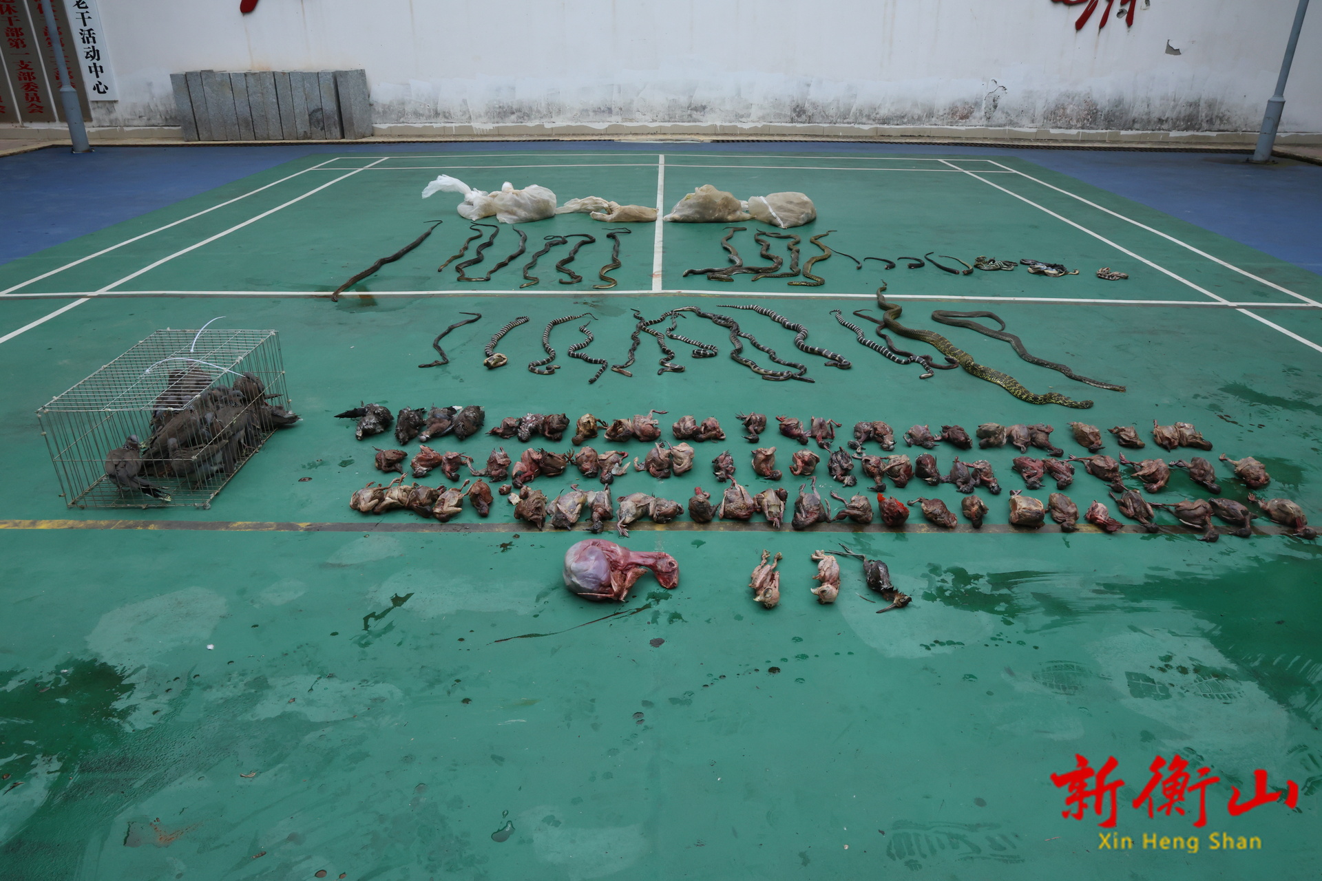 衡山公安成功侦破一起非法猎捕、收购、售卖野生动物案