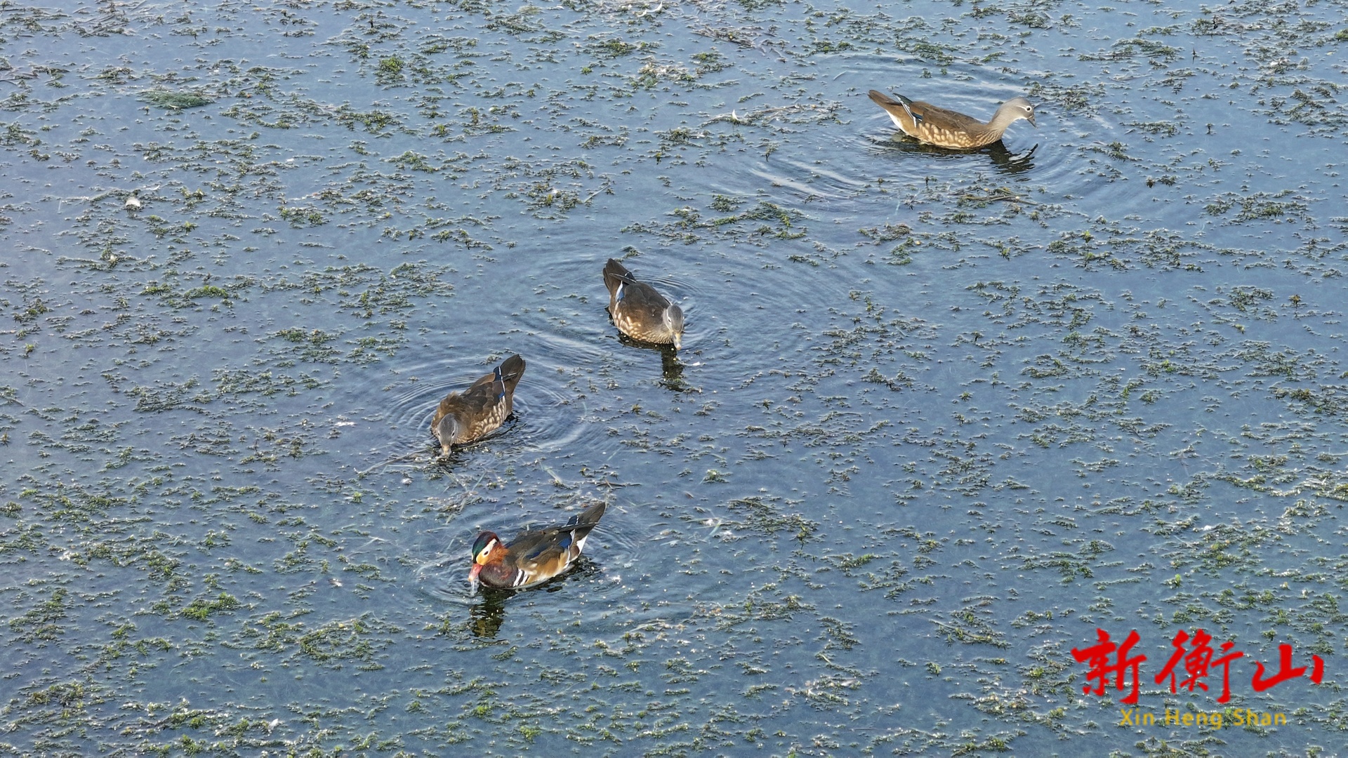 “鸳鸯一家”打卡衡山萱洲国家湿地公园