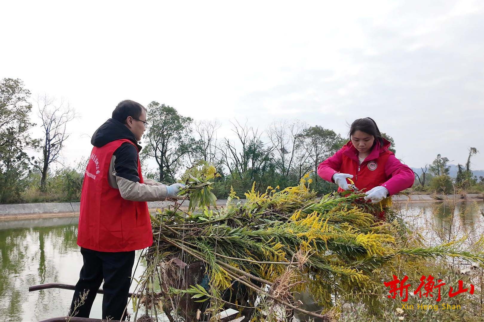 衡山萱洲国家湿地公园开展“加拿大一枝黄花”专项清除行动