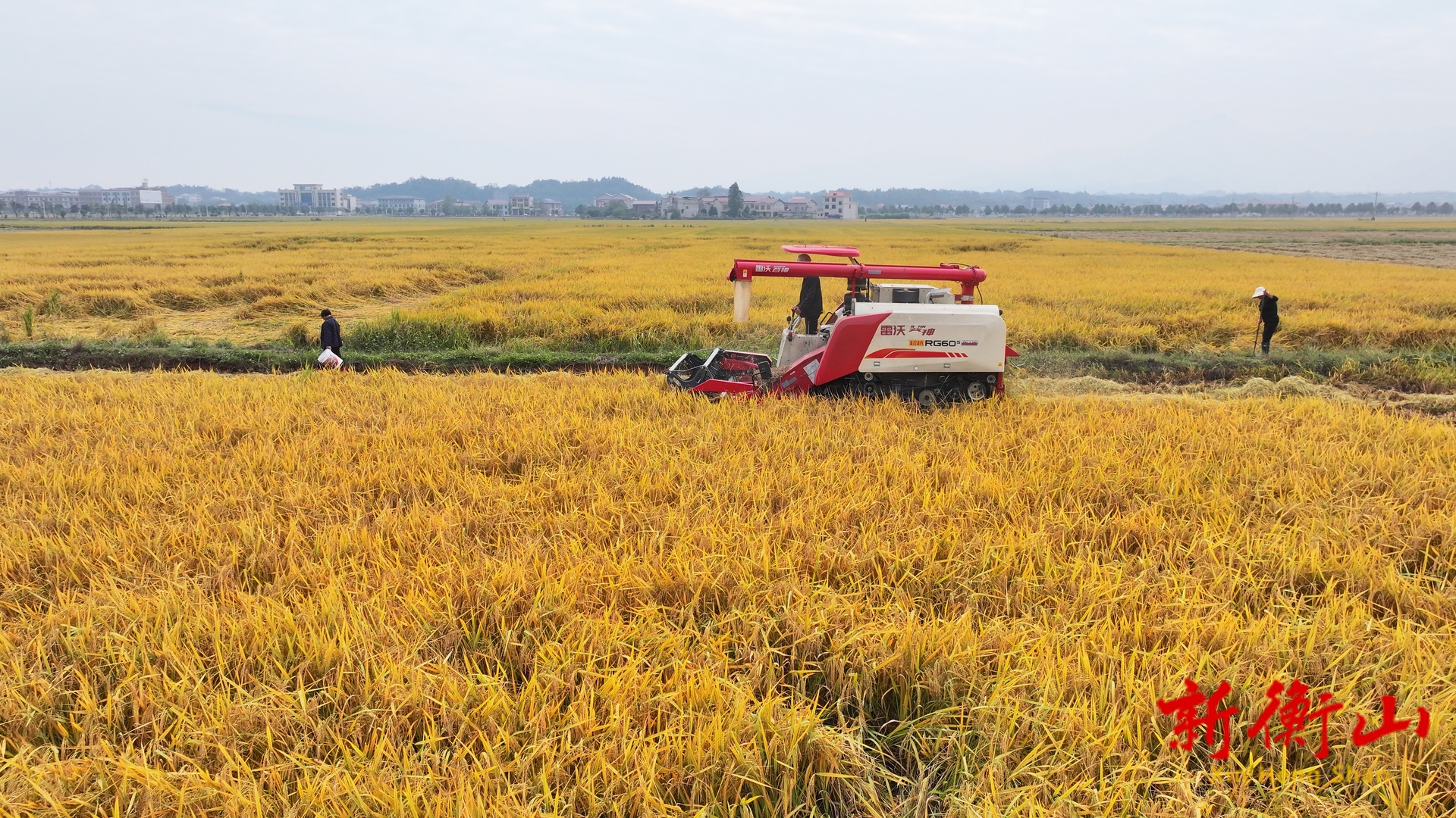 衡山县18万多亩晚稻进入收割期