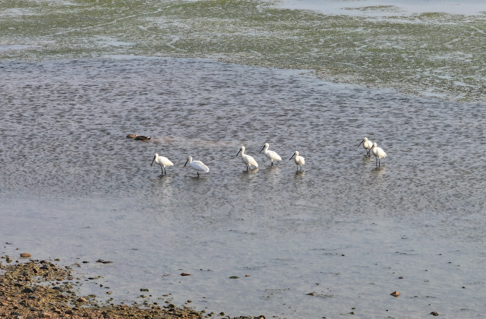 白琵鹭组团“造访”衡山萱洲国家湿地公园