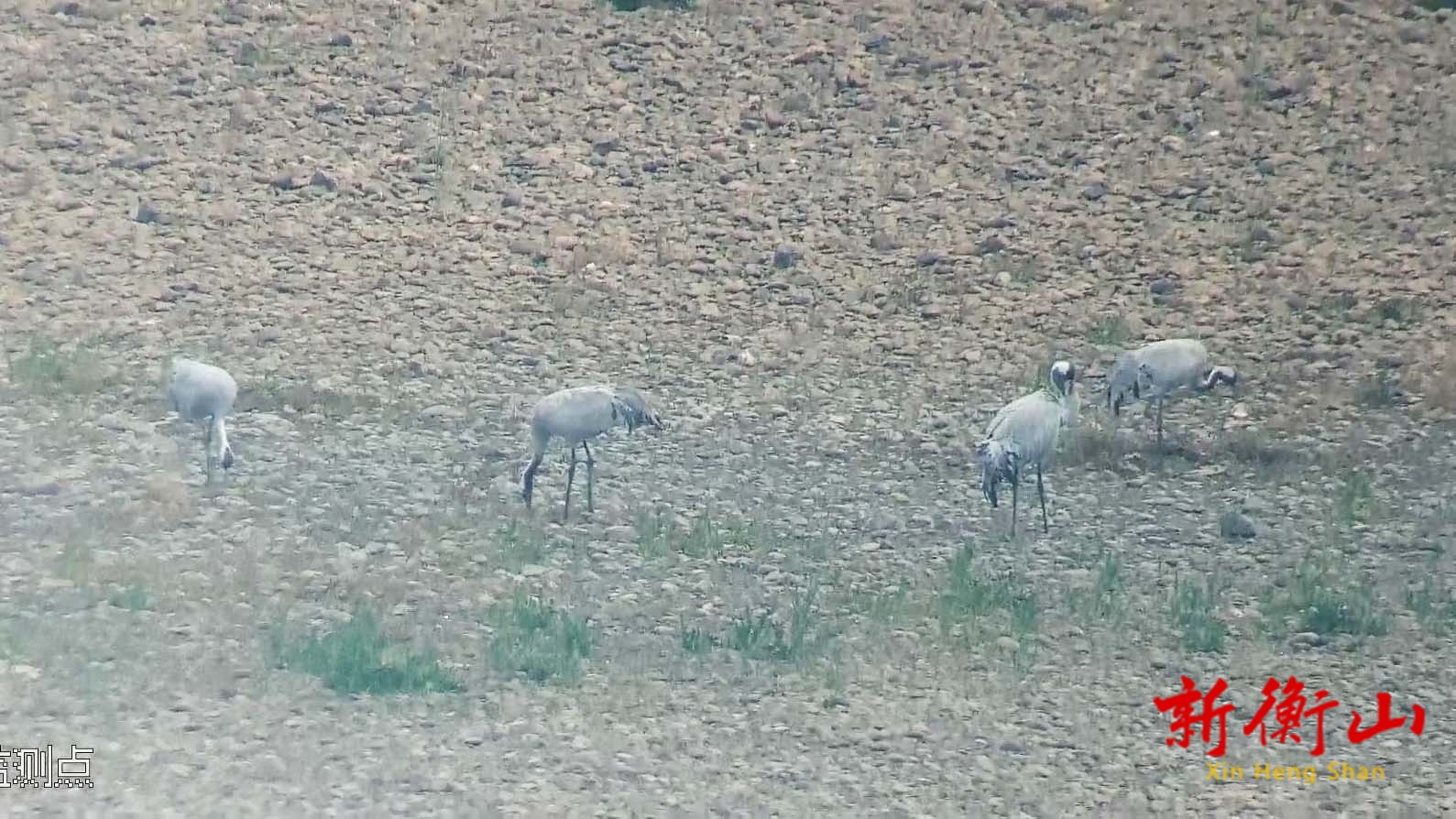 国家二级保护动物灰鹤连续5年“造访”衡山萱洲国家湿地公园