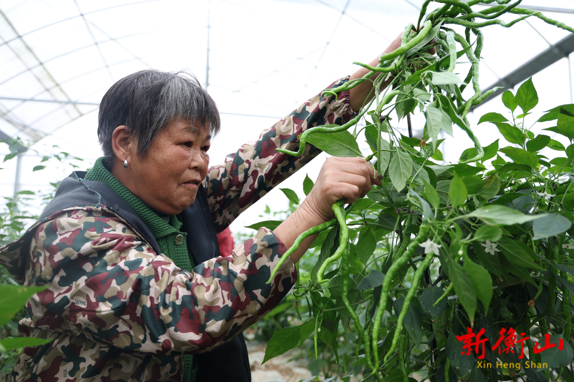 衡山：秋延后辣椒批量上市 上午采摘 晚上端上大湾区餐桌
