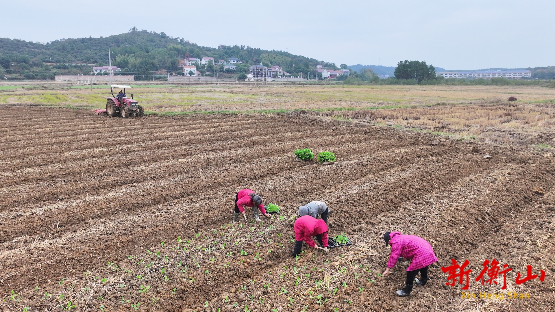 衡山：双模式种植+多品种布局 油菜多元种植开辟增收新路径