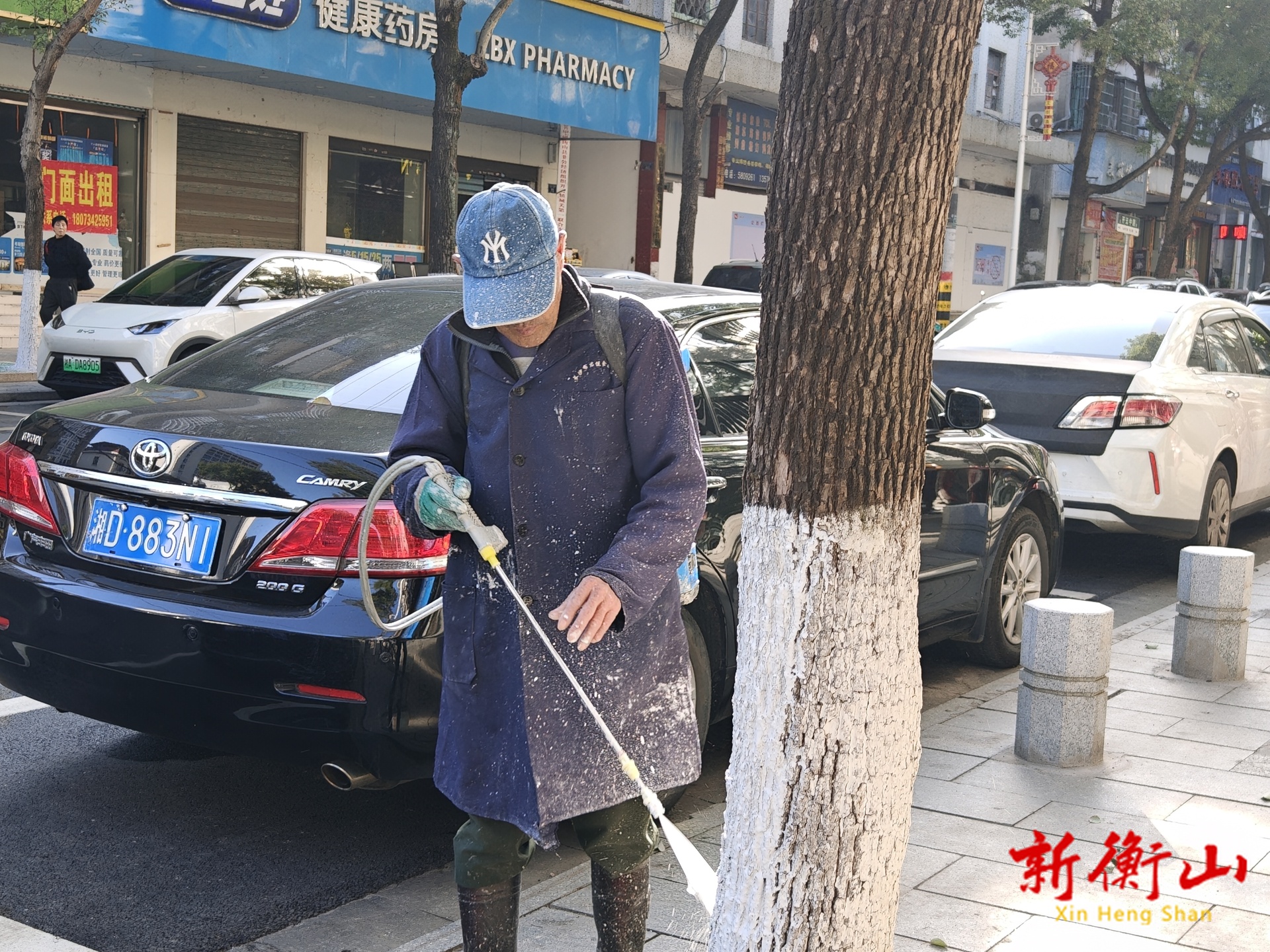 县园林绿化所：树木涂白“添新衣”    既防冻裂又防虫