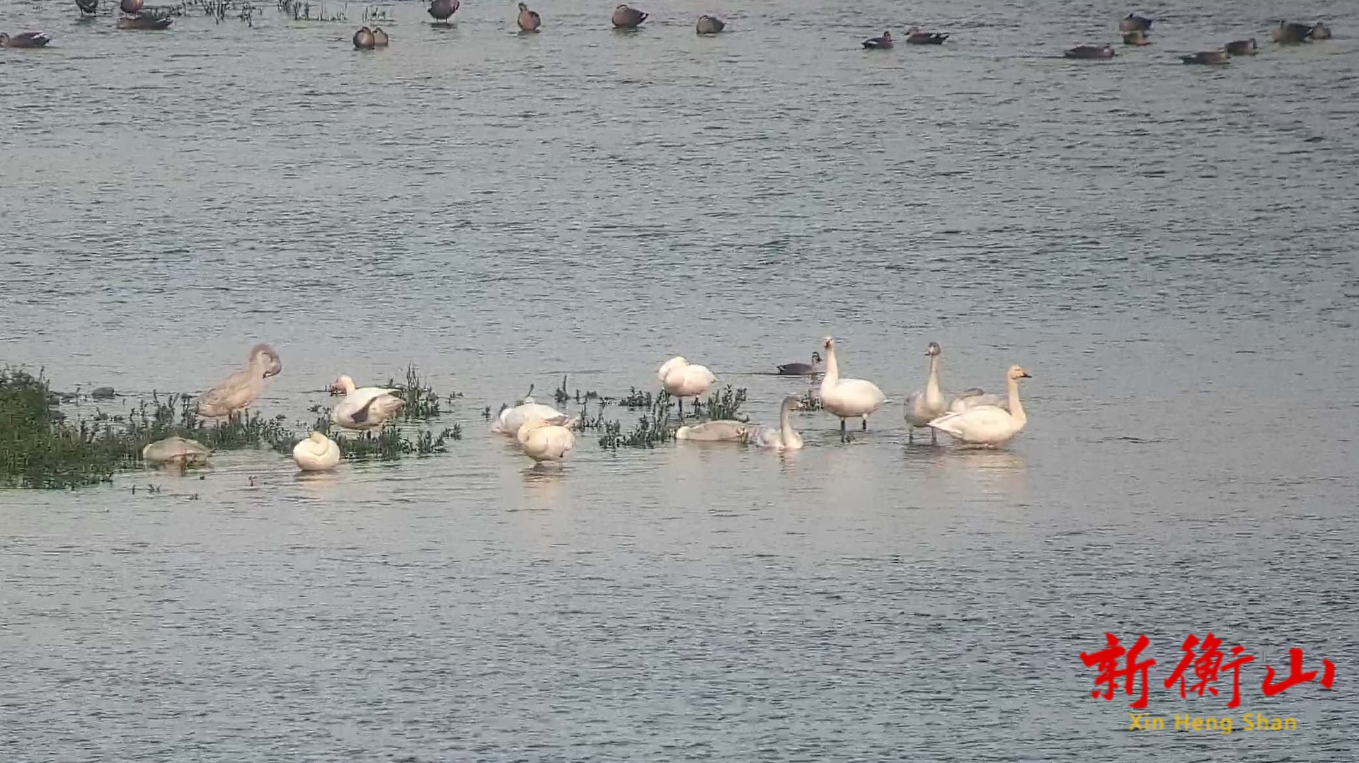 共赴冬日之约  湖南衡山萱洲国家湿地公园成候鸟越冬幸福驿站