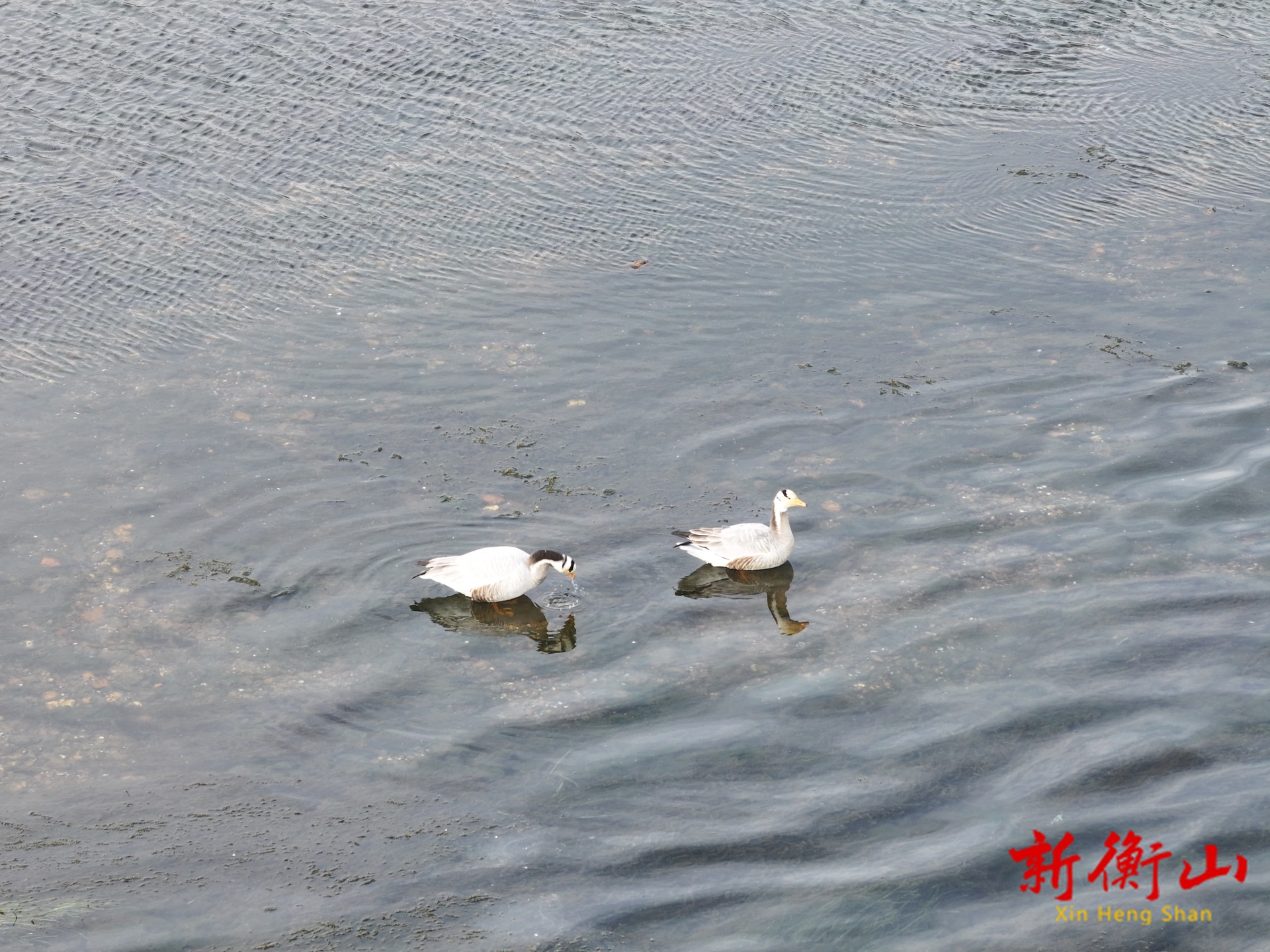 飞越数千公里！2只“高原精灵”斑头雁造访萱洲国家湿地公园