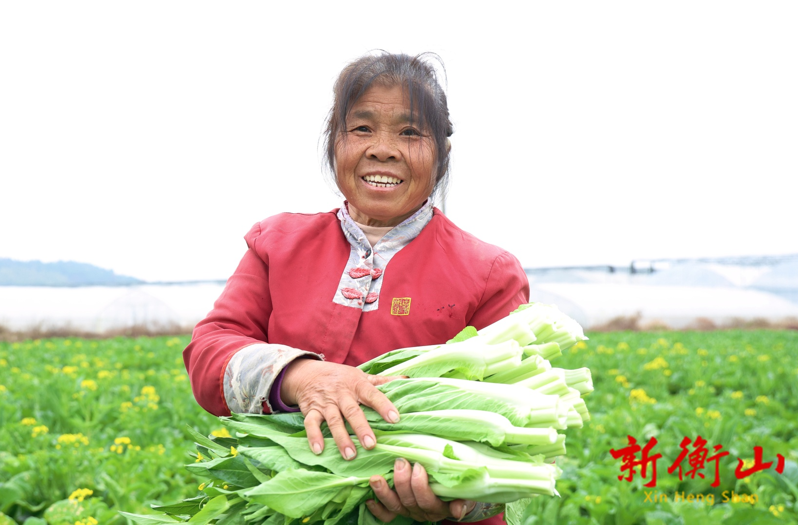 衡山县长江镇：第一批本地白菜薹抢“鲜”上市