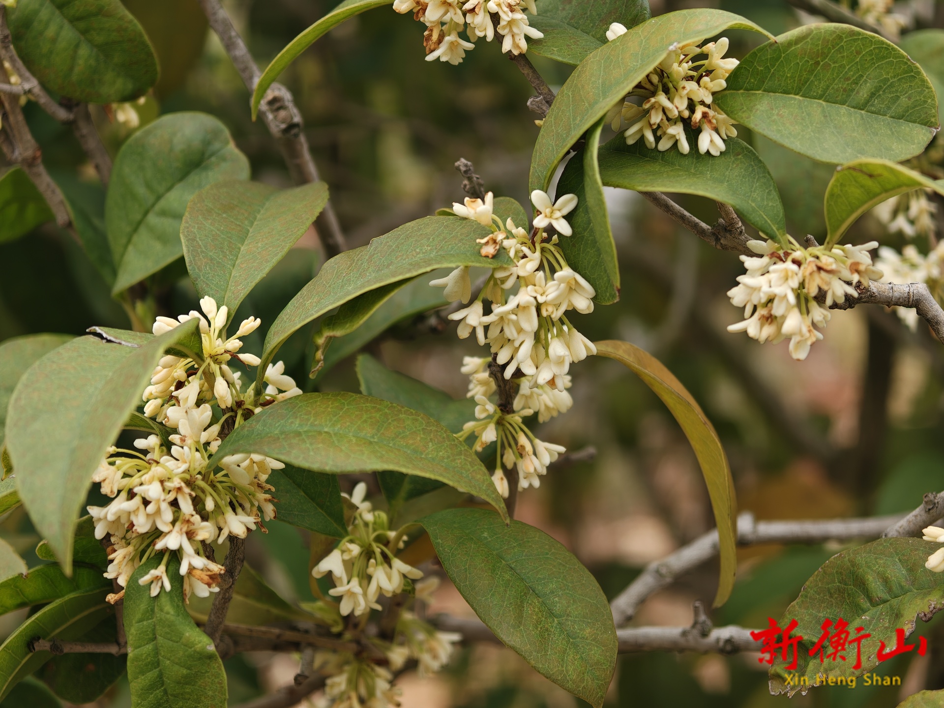 暖冬犹见桂花香