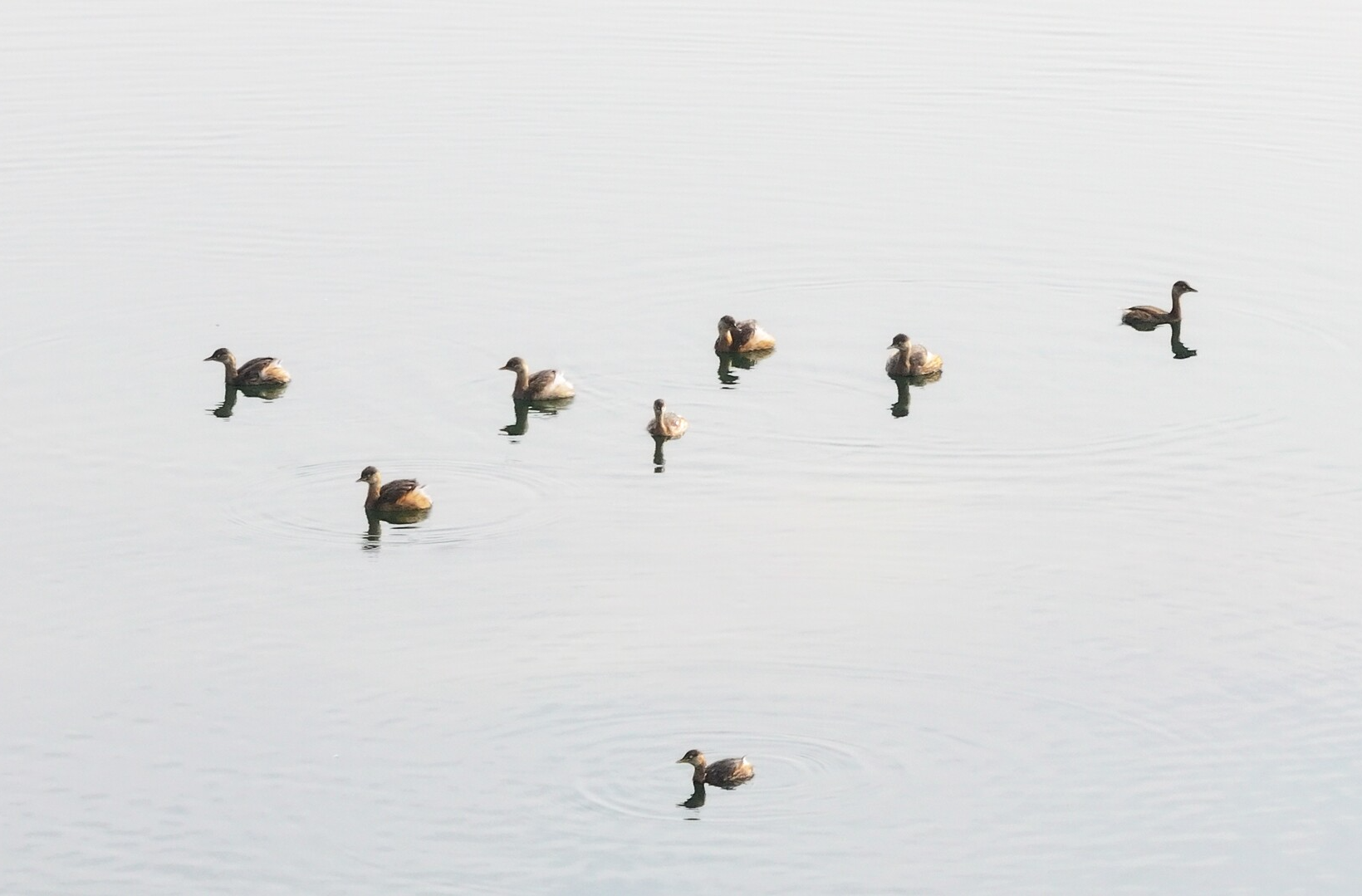 衡山：小䴙䴘“组团”游湘江 造访衡山渡
