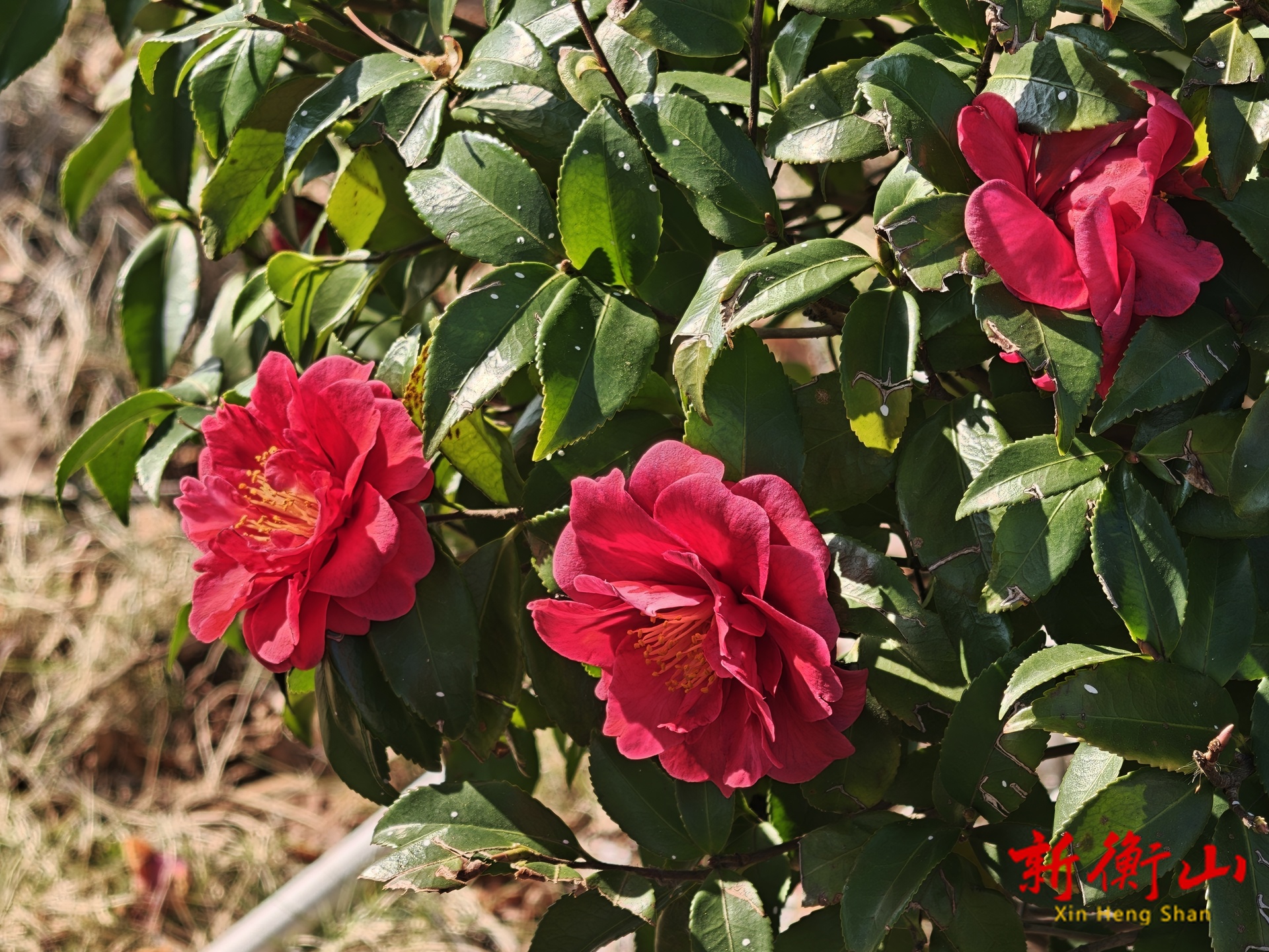 谁擎火种暖江岸？一树山茶寄冬锦