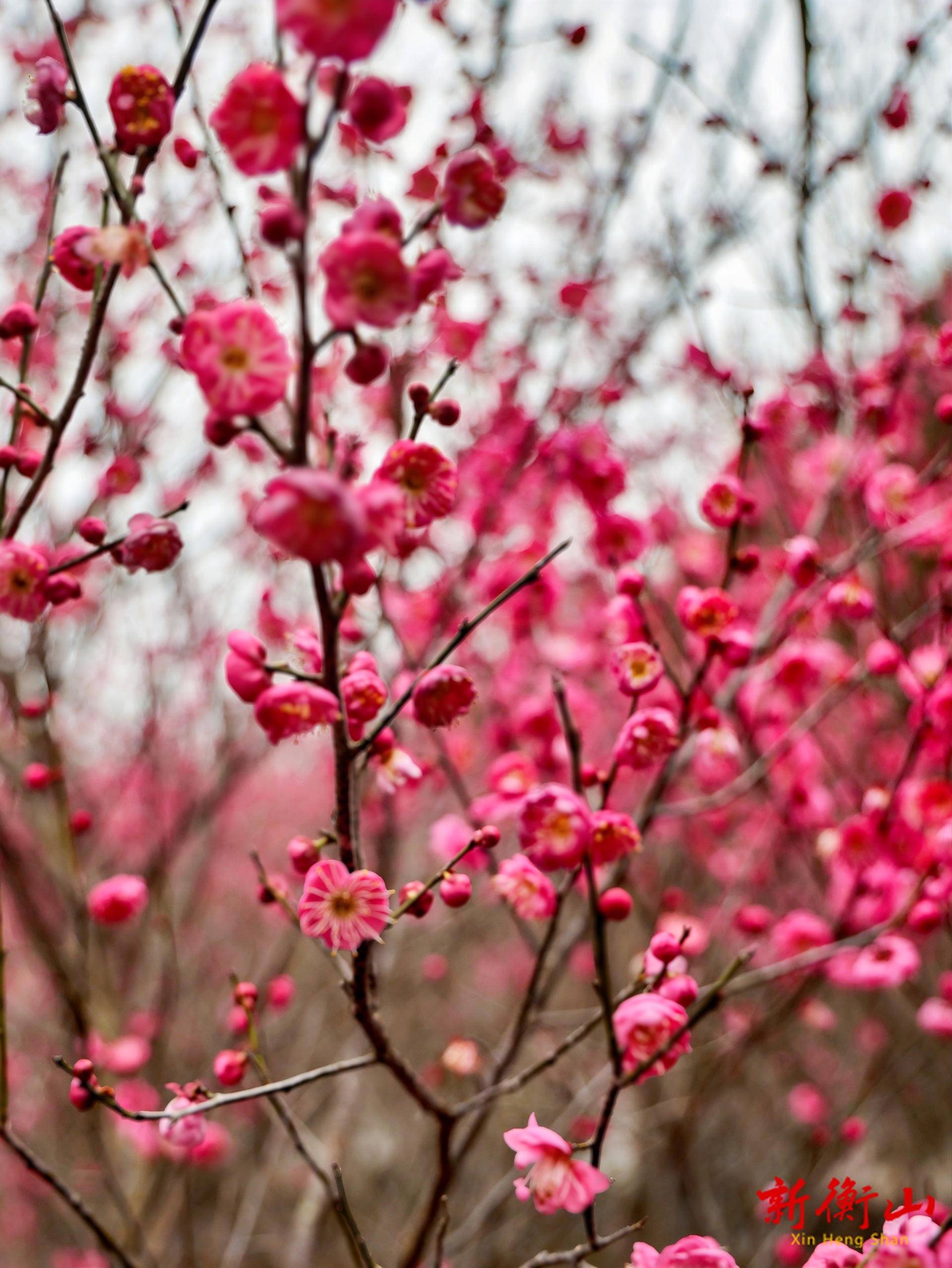 唐群英故居梅花开