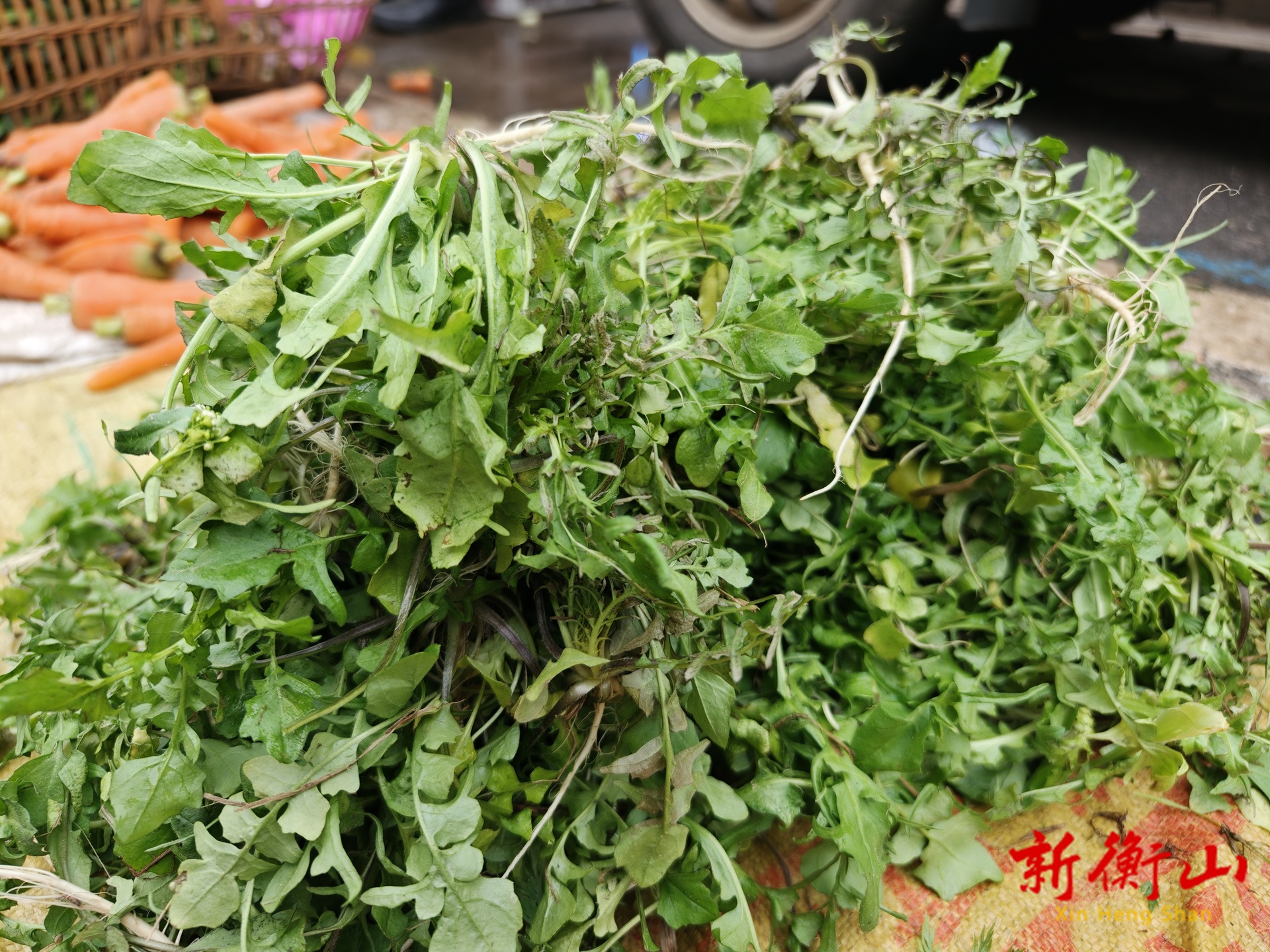 春鲜上市，蒲公英、荠菜（地菜子）、艾叶成菜市场新宠