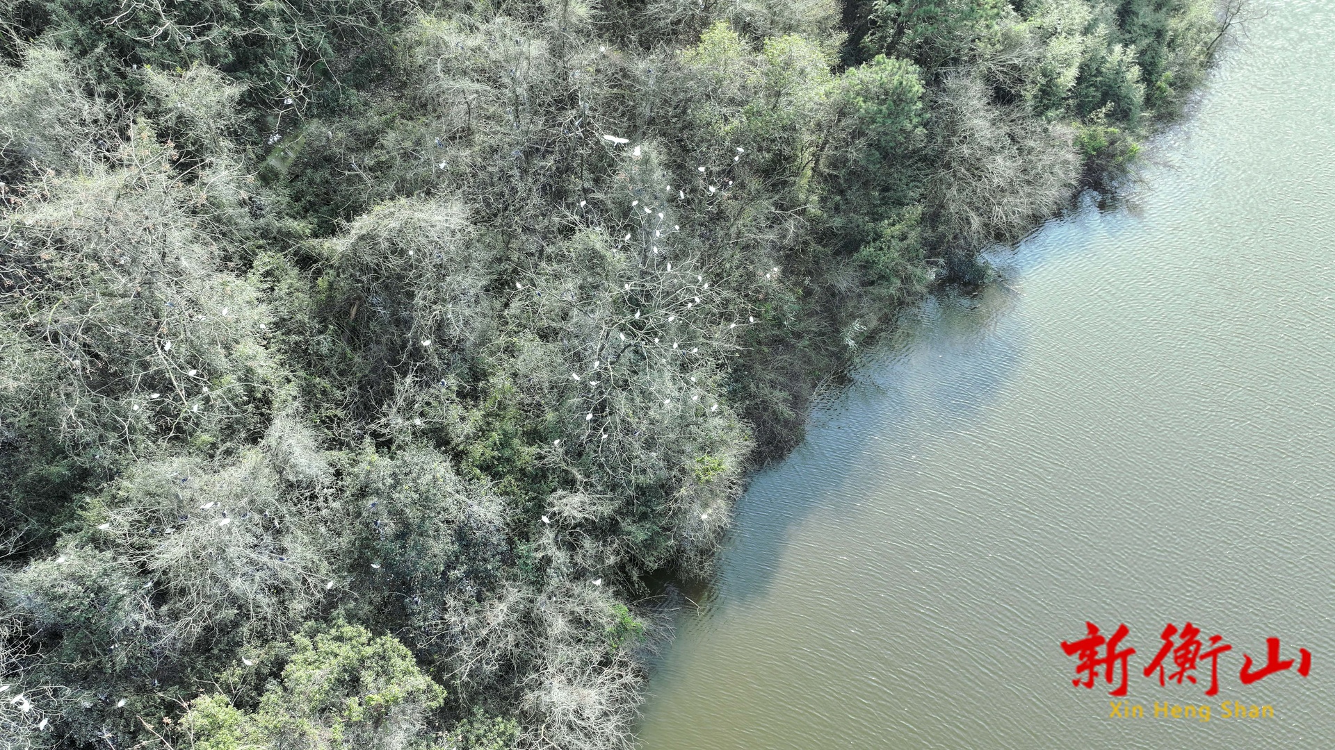 黑白鹭鸟连续两年“同居”  衡山县湿地绘就生态和谐新画卷