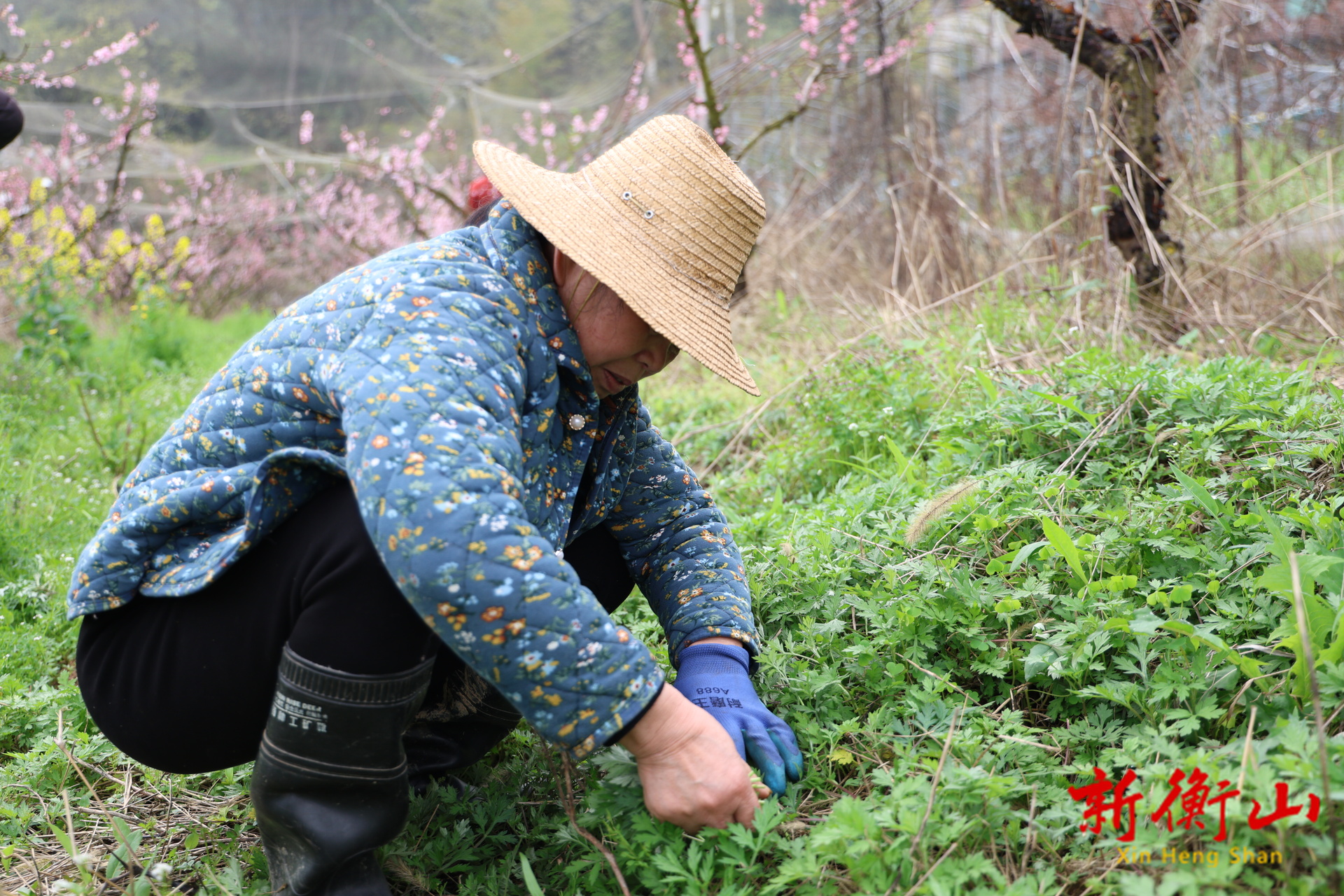 衡山：草长莺飞春意浓 野菜吐绿正郁蓬