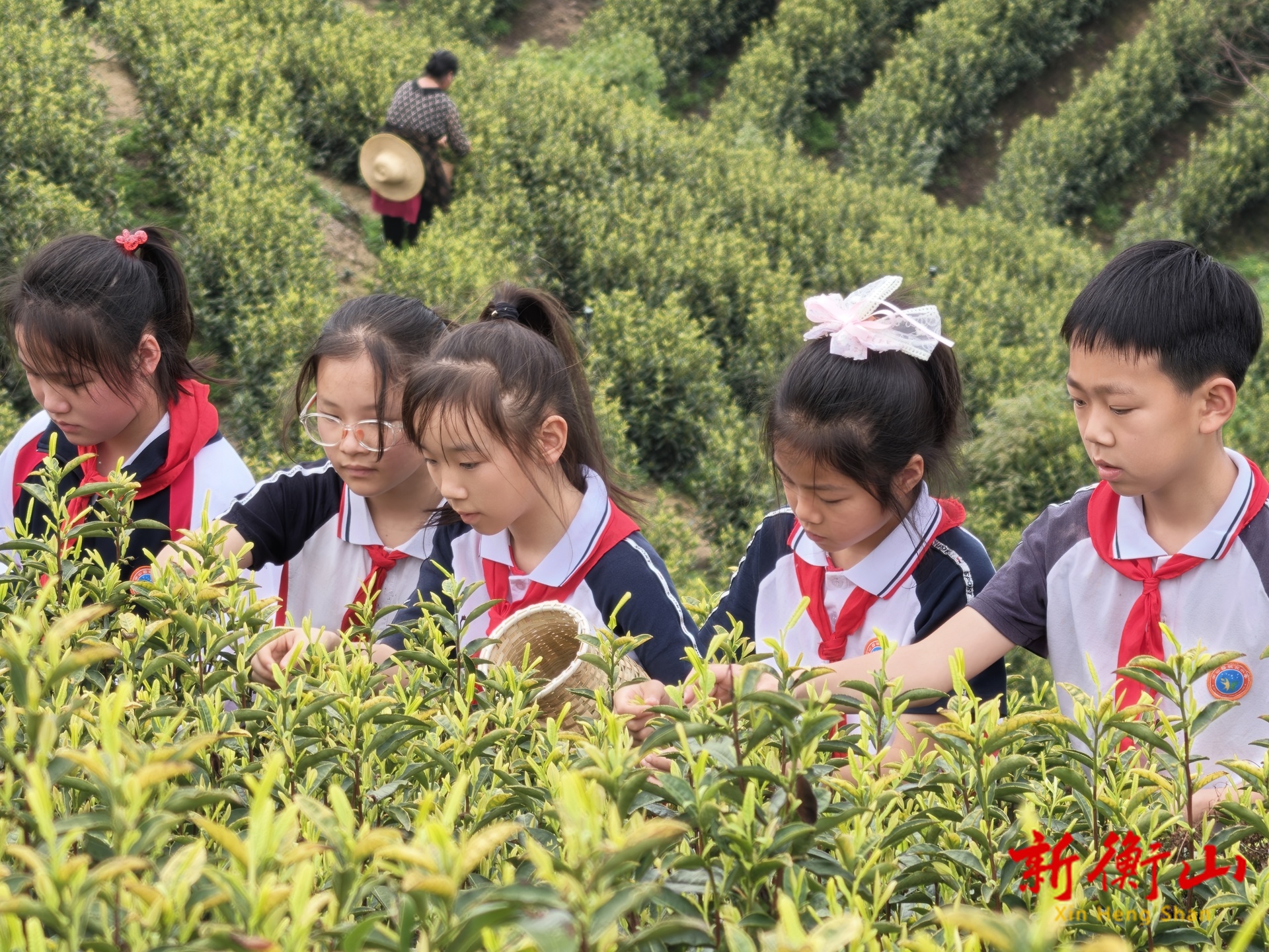 县城北小学：采茶研学润童心 茶香伴行促成长