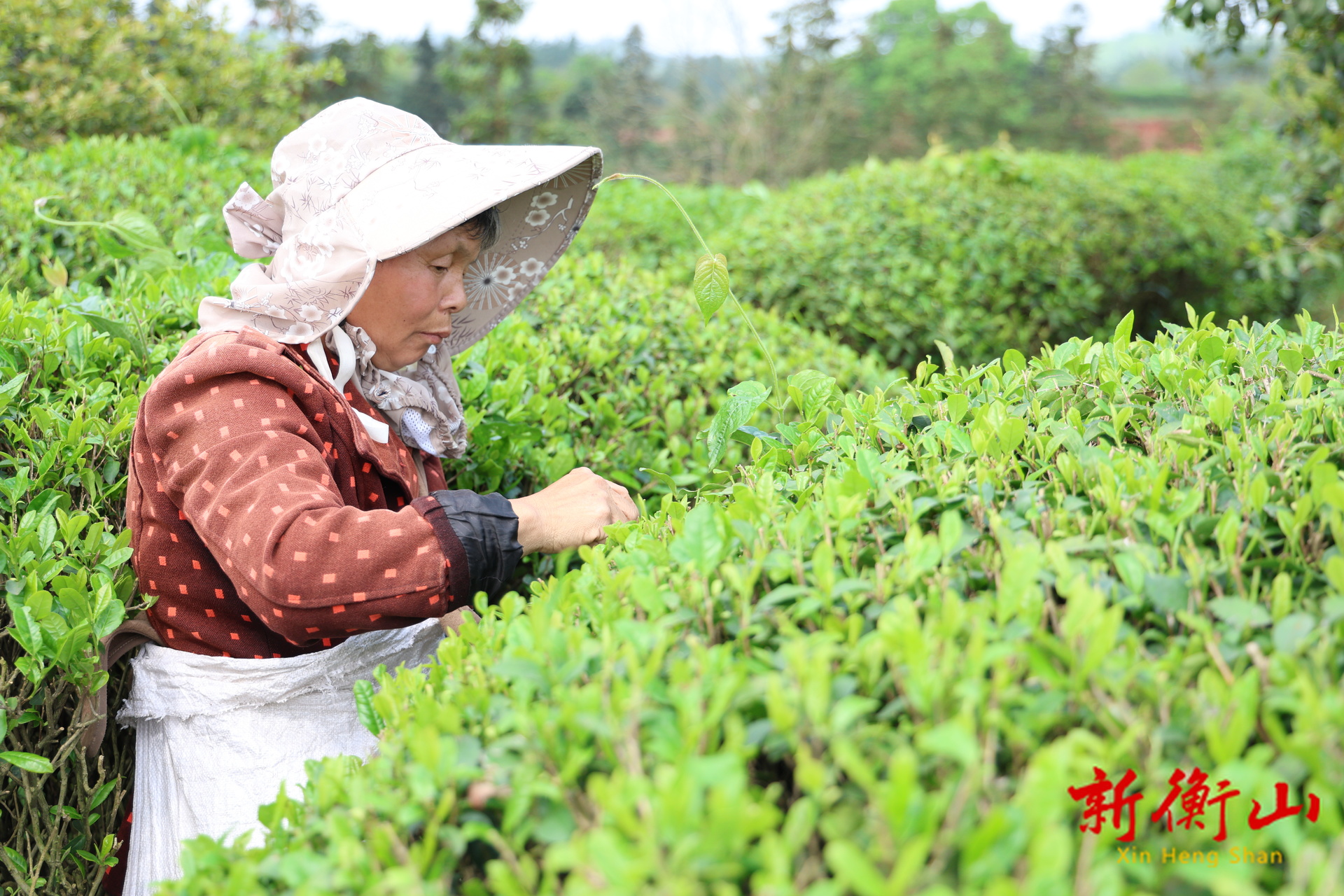 衡山县：春茶采摘炒制忙 只为枝头一口鲜