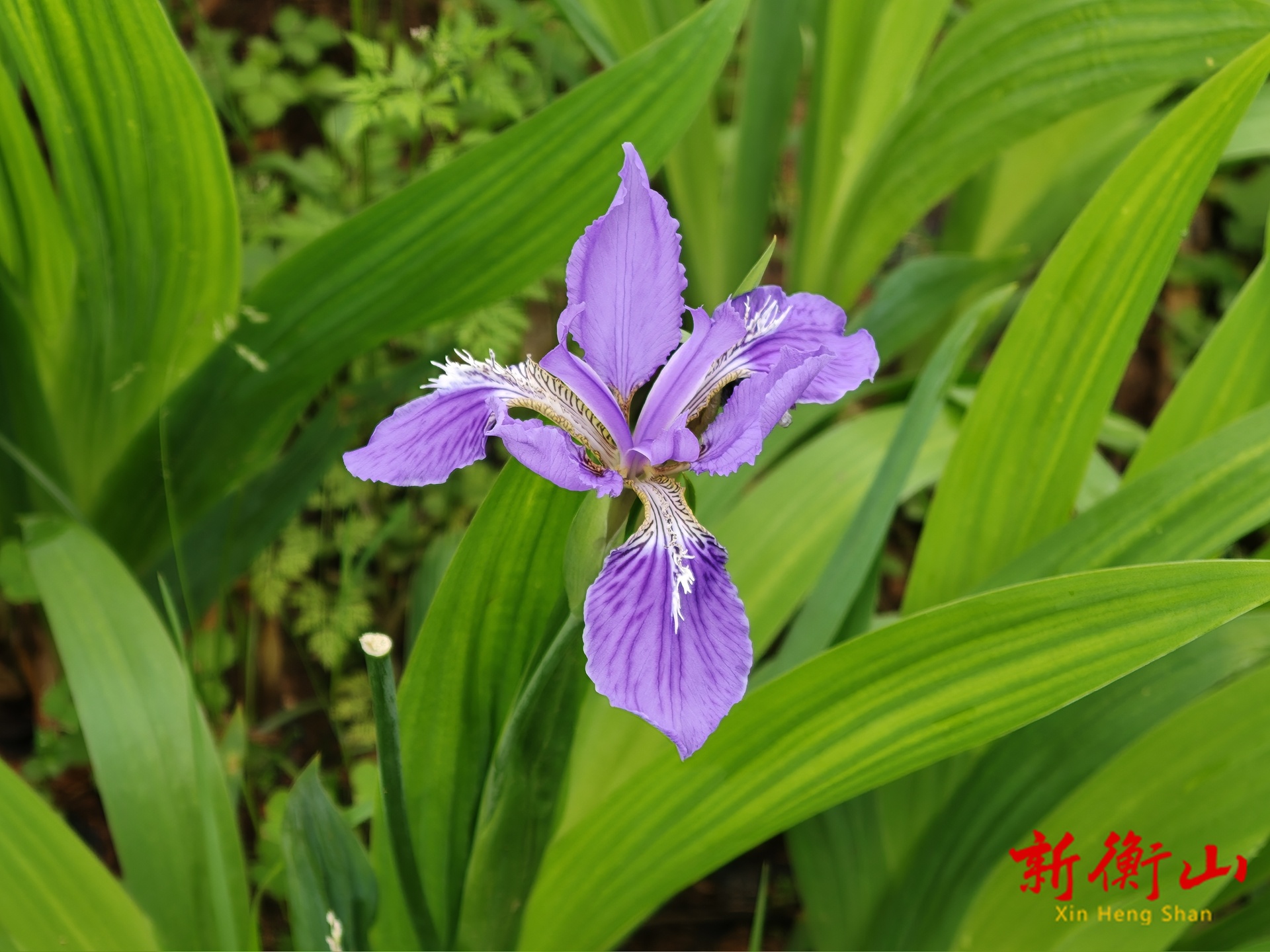 毛泽建公园：鸢尾花沐风摇曳 醉美暮春好风光